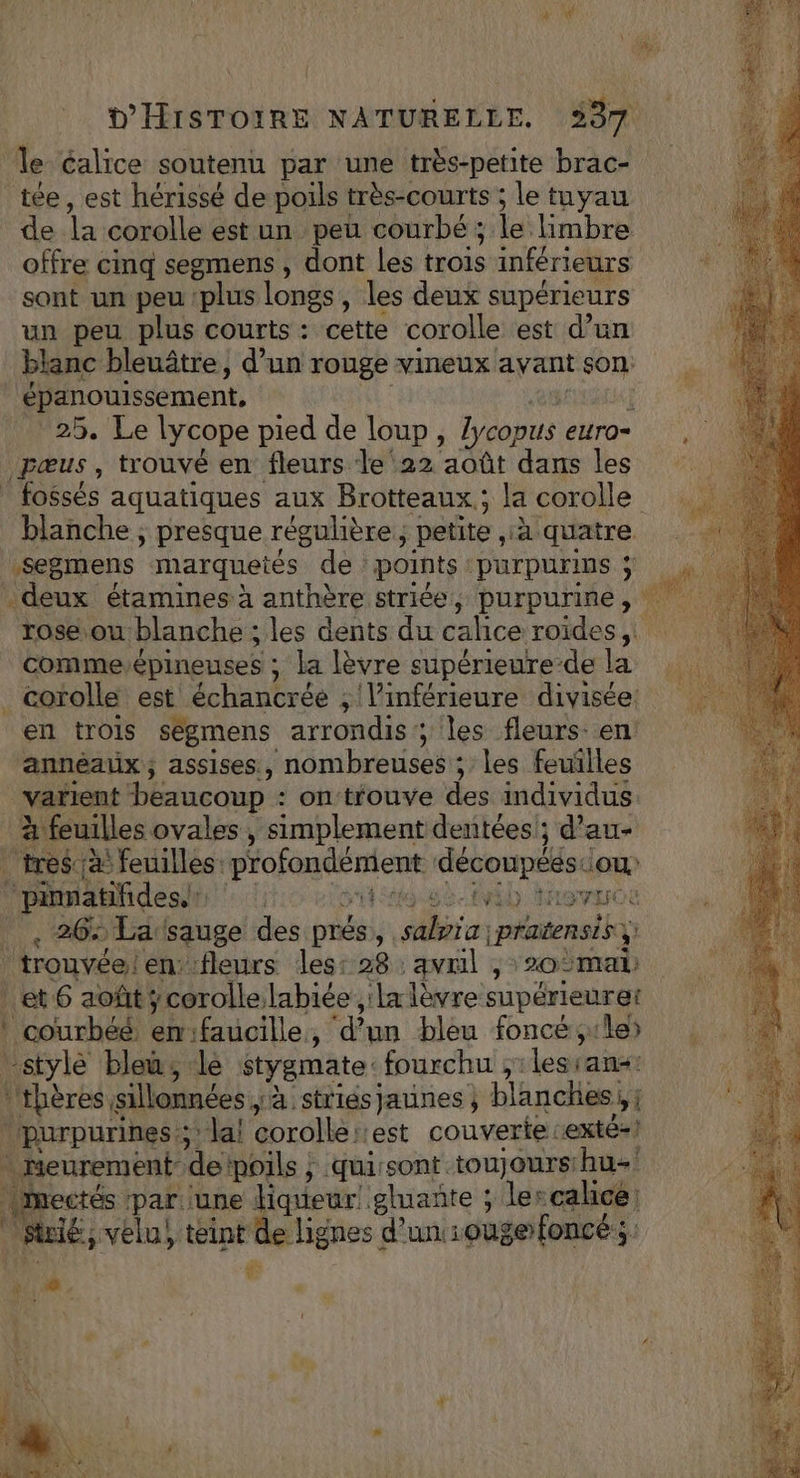 \ 17 D'HISTOIRE NATURELLE. 337 le Calice soutenu par une très-petite brac- tée, est hérissé de poils très-courts ; le tuyau ua corolle est un peu courbé; le limbre offre cinq segmens , dont les trois inférieurs sont un peu ‘plus longs , les deux supérieurs un peu plus courts : cette corolle est d’un blanc bleuâtre, d’un rouge vineux avant son: épanouissement, r 25. Le lycope pied de loup, lycopus euro» pœus , trouvé en fleurs le ‘22 août dans les | fossés aquatiques aux Brotteaux; la corolle blanche ; presque régulière, petite , à quatre segmens marqueiés de points ‘parpurins ; deux étamines à anthère striée, purpurine, rose ou blanche ; les dents du calice roïdes, * comme. épineuses ; La lèvre supérieure-de la _ corolle est échancrée ; l’inférieure divisée: en trois ségmens arrondis; les fleurs: en annéaux, assises, nombreuses ; les feuilles varient beaucoup : on trouve des individus à feuilles ovales , simplement dentées!; d’au- tres ;à' feuilles profondément M pe ‘ou ‘pinnatifides. | b irovrroe _ , 26: La sauge des prés ÿ dia |pratensis à trouvée! en: fleurs les: 28 :avnil , 20 °ma | et 6 août ycorolle labiée ,:la lèvre supérieuret ! courbéé en:faucille, ‘d’un bleu foncé si le) style bleu, ‘le stygmate fourchu ; lesrana: |'thères sillonnées à striés jaunes ; blanches ; purpurines ; la! Corolle iiest couverte Lexté-! . Heurement- de poils ; quissont toujours hu- mectés par une liqueur! gluante ; lercalicé Aié, velu, teint de hignes d’un :ouge foncé ; : 4 LA