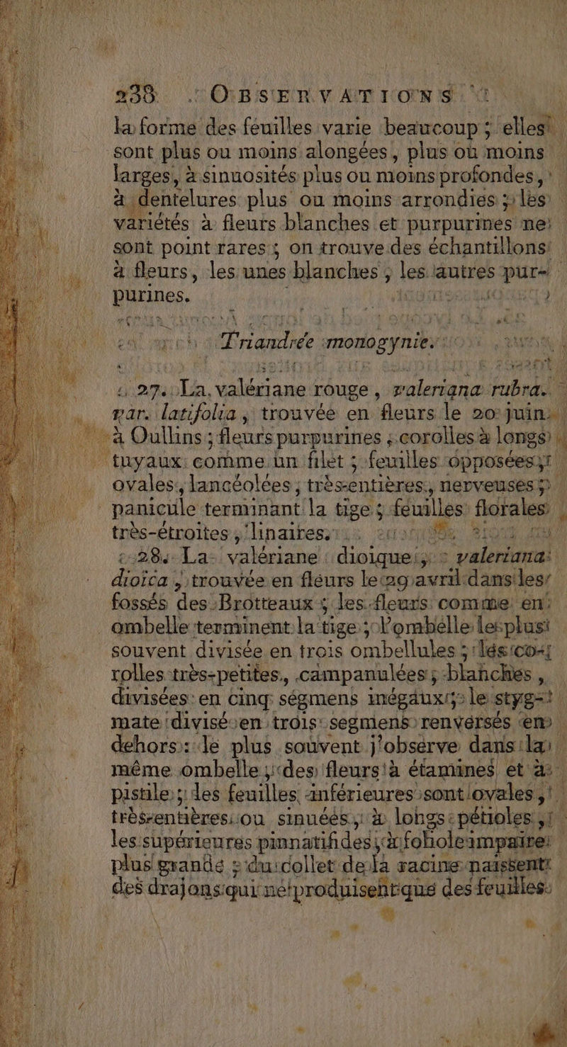 7 ET DD des feuilles varie beaucoup ; 1] elles. sont plus ou moins alongées, plus où moins larges, à Sinuosités plus on moins profondes, : a d dentelures plus où moins arrondies les variétés à fleurs blanches et purpurines ne: sont point rares; on trouve.des échantillons! à fleurs, les unes blanches ; 168 autres pur ; fees. | ALI 7 NUE R | HO Trianchée monognies 27 MoN ner b rouge ; Minas Ebra rar. latifolia , trouvée en fleurs le 20:juin:. tuyaux. corame.hn filet ; feuilles opposées! | ovales, lancéolées ; trè sentières, nerveuses $ panicule terminant la tiges: feuilles florales très-étroites , ‘linaires, 4 «284 La. valériane dioiquei;: LS AT dioïca ; trouvée.en fleurs le. ne dansiles fossés des Brotteaux ; les.fleurs comme en: souvent divisée en trois ombellules : és :co; rolles très-petites, caämpanulées; blañches ‘ divisées: en cinq: ségmens inégäux/i le: styg=t mate :diviséoen trois: segmens renvérsés ‘em . dehors: le plus soûvent j'obsérve dans: (C même ombelle ; ‘des fleurs\à étamines et à. pistile:s des feuilles inférieures’ sontlovales ,! très-entières: ou sinuées,: &amp; longs: pétioles;1. les supérieures pinnatifidesid à: Fables ampaire! plus grandé &gt; du:collet dela racine naissent | des drajons'qui nn nie des-feuilles # Le a Ci ;: 4