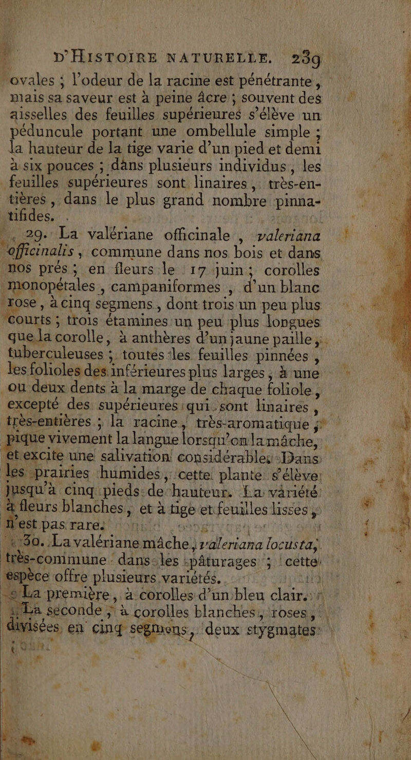 Mais sa saveur est à peine âcre; souvent des aisselles des feuilles supérieures s’élève un péduncule portant une ombellule simple ; la hauteur de la tige varie d’un pied et demi à six pouces ; dans plusieurs individus, les feuilles supérieures sont linaïires, très-en- tières , dans le plus grand nombre ‘pinna- tifides. ; . 29. La valériane officinale , valeriana officinalis , commune dans nos bois et dans nos prés; en fleurs le 17 juin; corolles _monopétales , campaniformes d'un blanc rose, a cinq segmens, dont trois un peu plus courts ; trois étamines un peu plus longues à tuberculeuses ; toutes les feuilles pinnées ÿ les folioles des inférieures plus larges , h'une _ou deux dents à la marge de chaque foliole, excepté des supérieures :qui.sont Hnaires , # excite une salivation! considérables Dans: les prairies humides, cette plante s'élève: Jusqu'à cinq pieds: de hauteur. £a variété æfleurs blanches, et à tige et feuilles lisses ; Mestpas rare had uni: pe} 2 | «80. La valérianemäche, za/eriana locusta,, très-conimune dans-les :pâturages ; | cétte! espèce offre plusieurs variétés. ir y | divisées en cinq segmens.,. ‘deux stygmates: Ü ù Ve . 4 L dre.