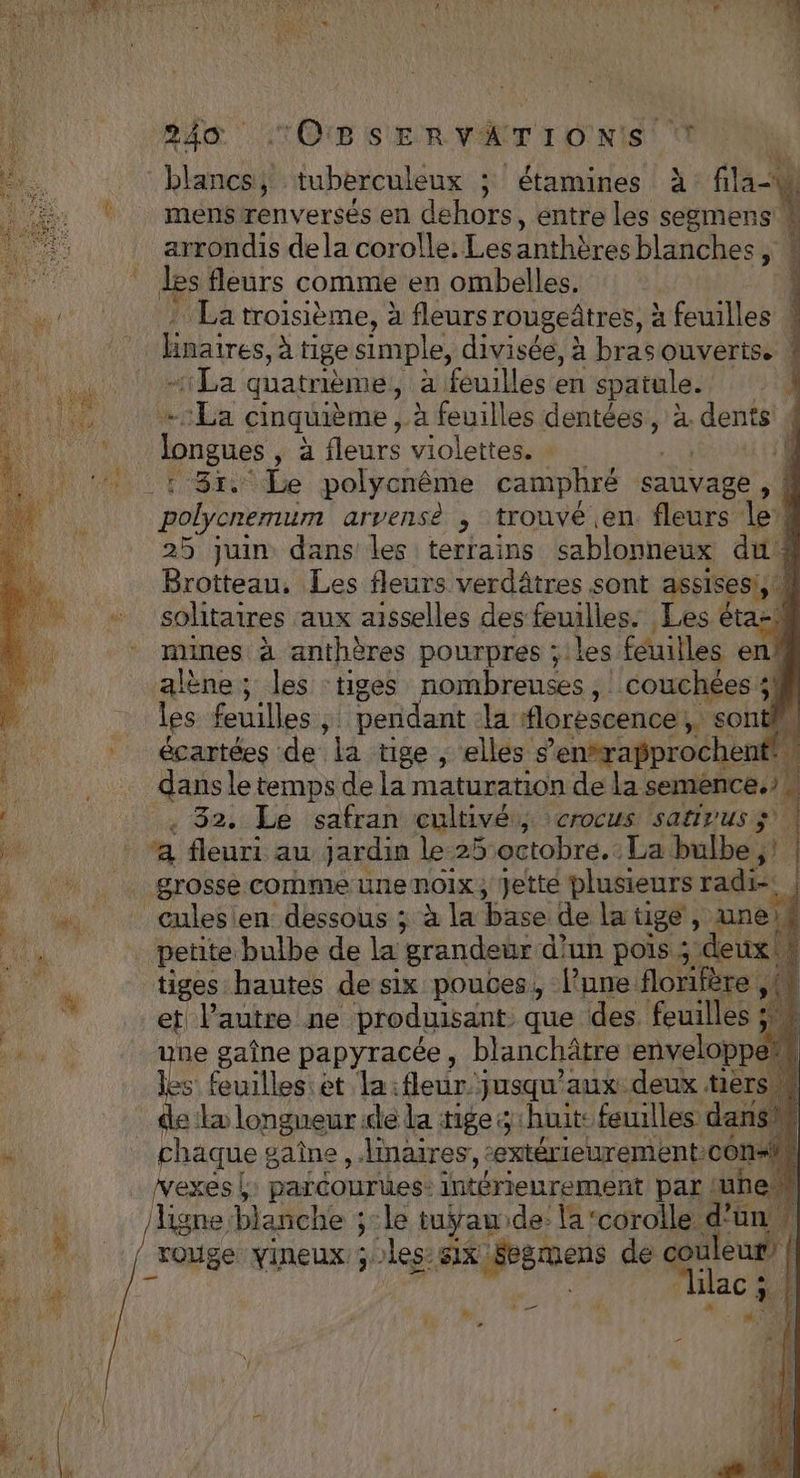 blancs, tuberculeux 5 étamines à fila-A mensrenversés en dehors, entre les segmens À arrondis dela corolle. Lesanthères blanches, ! Les fleurs comme en ombelles. | … La troisième, à fleurs rougedtres, à feuilles # linaires, à tige simple, divisée, 2 à bras ouverts. ! ‘La quatrième, _ a feuilles en spatule. -:La cinquième , à feuilles dentées, à dents | longues “a fleurs violetteses | R Le polycnême camphré sauvage , { jrs mi arvensé , trouvé en. fleurs 1e, 25 juin dans les terrains sablonneux du ? Brotteau. Les fleurs verdâtres sont assises, à solitaires aux aisselles des dé D Les éta-s mines à anthères pourpres ; les feuilles enA alène; les ‘tiges nombreuses, couchées ;8 les feuilles ;. pendant la florescence,. sonti écartées de la tige , elles s ’en*rapprochent j . … dansletempsde la maturation de la semence.) «32. Le safran cultivés, crocus satirus; à pr : a fleuri au jardin le25 octobre. La doll) | grossécommeunenoix, Jette plusieurs radi- | __ culesien dessous ; à la base de latige, une, su | te bulbe de la Sa g d! un HO 3: ideue) Er ne gaîne , Mae hde A À | es feuilles et la fleur jusqu'aux deux tiers ka longueur. de da tige huit: feuilles dans, x! | chaque gaine, naires, -extérieurement COM: ÿ | vexes |: paréourues: intérieurement par tune AU tAE Fes blanche ; le tuÿrau de: la‘corolle d’un | AR rouge vineux ; les: six Pie de couleur) Li 4 “lac ; ! h 4 à INT ; ÿ + 1 4 2 ;