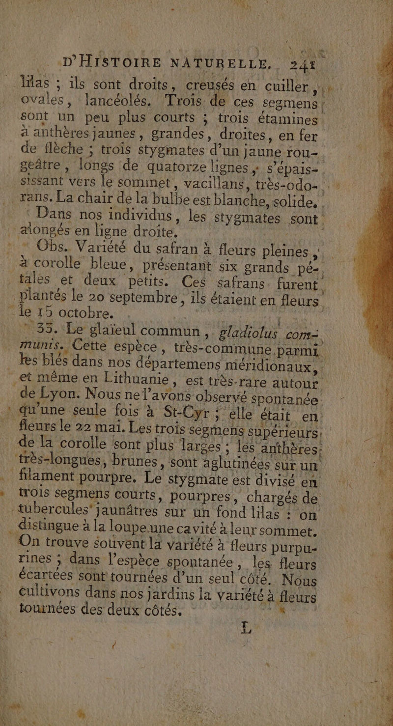 las ; ils sont droits, creusés en cuiller tt ovales, lancéolés. Trois de ces segmens | sont un peu plus courts ; trois étamines à anthères jaunes, grandes , droites, en fer de flèche ; trois stygmates d’un Jaune rou- geâtre, longs de quatorze lignes ; s’épais- sans. La chair de la bulbe est blanche, solide, ‘ Dans nos individus, les stygmates sont . . alongés en ligne droite. VS * © Obs. Variété du safran à fleurs pleines is à corolle bleue, présentant six grands pé-, tales et deux petits. Ces ésafrans. furent ‘à Plantés le 20 septembre, ils étaient en fleurs. le 15 octobre. | | | * 35. Le glaïeul commun, gladiolus com=. munts. Cette espèce, très-commune, parmi. kes blés dans nos départemens méridionaux, : et même en Lithuanie, est très-rare autour de Lyon. Nous ne l'avons observé spontanée : qu’une seule fois à St-Cyr ; elle était en. _ fleurs le 22 maï. Les trois segmens supérieurs: | de la corolle sont plus larges : lés anthères: très-longuées, brunes, sont aglutinéés sur un . filament pourpre. Le stygmate est divisé en » IYOIS segmens courts, Pourpres, chargés de - tubercules'jaunâtres sur un fond lilas : on . distingue à la loupeune cavité à leur sommet. On trouve souvent la variété à fleurs purpu- rines ; dans l’espèce spontanée , les fleurs écartées sont tournées d’un seul côté, Nous cultivons dans nos jardins la variété à fleurs tournées des deux côtés, ‘ ph