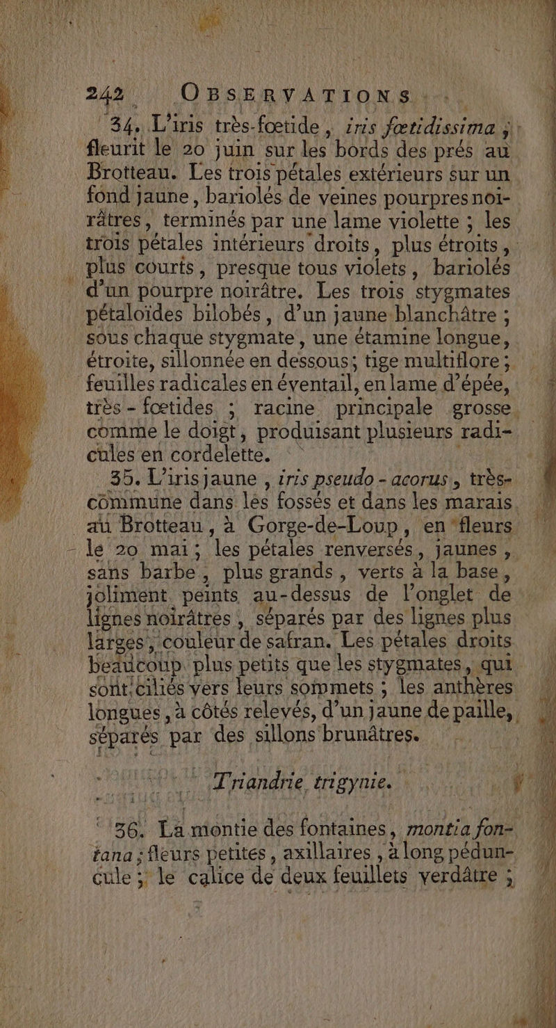LAURE: \ DEN 1 34. L'iris très-fœtide , zris fœridissima j\: fleurit le 20 juin sur les bords des prés au Brotteau. Les trois pétales extérieurs sur un fond jaune , bariolés de veines pourpresnoï- 1 râtres, terminés par une lame violette ; les trois pétales intérieurs droits, plusétroits, |! d’un pourpre noirâtre. Les trois stygmates pétaloïdes bilobés, d’un jaune blanchâtre ; sous chaque stygmate, une étamine longue, |! étroite, sillonnée en dessous, tige multiflore; feuilles radicales en éventail, en lame d'épée, ! très - foœtides ; racine principale grosse. comme le doigt, produisant plusieurs radi- cules en cordelette. a ES CY HUROR I Trandrie 41eynies à NE OR 36. La montie des fontaines, montia fon fana ; fleurs petites, axillaires ,àlong pédun- cule ; le calice de deux feuillets verdâtre;