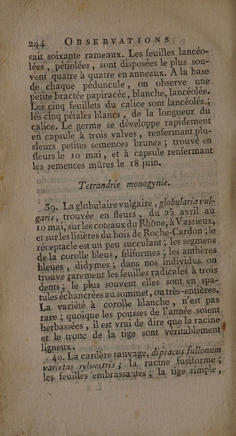 1 sait soixante rameaux. Les feuilles lancéo-: de, chaque péduncule , on observe une. les semences mûres le “ A ARS LESC 18 juin. { , K et surleslisières du bois de Roche-Cardon ‘le dents ;. le, plus souven L telles. sont;en .Spar La variété à corolle blanche ,. n'est pas ligneux. x | _fusiforme - la tige simple; Z Luh n