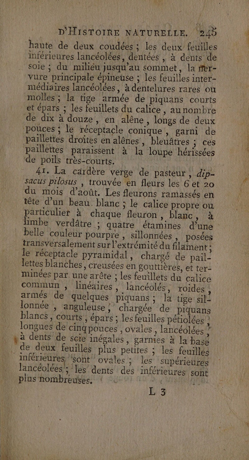 haute de deux coudées : les deux feuilles inférieures lancéolées, dentées , à dents de soie ; du miliéu jusqu'au sommet, la fer- Vure principale épineuse ; les feuilles inter- médiaires lancéolées, à dentelures rares où molles ; la tige armée de piquans courts et épars ; les feuillets du calice, aunombre de dix à douze, en alêne, longs de deux ‘pouces ; le réceptacle conique, garni de paillettes droites en alênes » bleuâtres ; ces paillettes paraissent à la loupe hérissées de poils très-courts. sacus pilosus , trouvée en fleurs les 6 et 20 . A f ) du mois d'août. Les fleurons ramassés en tête d’un beau. blanc ; le calice propre ou \ particulier à chaque fleuron ; blagc,, à belle couleur pourpre , sillonnces , posées transvérsalement sur l’extrémité du filaiment : le réceptacle pyramidal » Chargé de pail- nunées par une arête ; Les feuillets du Calice commun , linéaires, lancéolés, roides , armés de quelques piquans ; la tige sil_ lonnée , anguleuse : chargée de piquans blancs, courts ; épars ; les feuilles pétiolées } 42 dents de scie inégales, garmies à la base . de deux feuilles plus petites ; les feuilles _inférièures font ovales ; les supérieurés Jancéolées”; ‘les’ dents des inférieures sont plus nombreuses, * FA PER ARNO