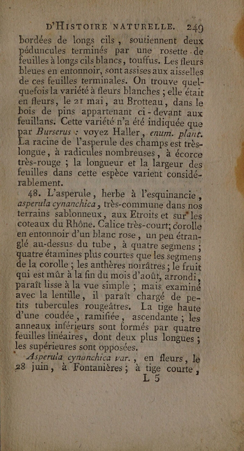 bordées de longs cils, soutiennent deux péduncules terminés par une rosette . de feuilles à longs cils blancs, touffus. Les fleurs bleues en entonnoir, sont assises aux aisselles : de ces feuilles terminales. On trouve quel- quefois la variété à fleurs blanches ; elle était en fleurs, le 21 mai, au Brotteau, dans le bois de pins appartenant ci- devant aux feuillans. Cette variété n’a été indiquée que k par Burserus : voyez Haller, enum. plant. La racine de l’asperule des champs est très- longue, à radicules nombreuses, à écorce très-rouge ; la longueur et la largeur des feuilles dans cette espèce varient considé- rablement. | | 48. L'asperule, herbe à l’esquinancie , asperula cynanchica , très-commune dans nos terrains sablonneux, aux Etroits et sur les coteaux du Rhône, Calice très-court: corolle en entonnoir d’un blanc rose, un peu étran- a glé au-dessus. du tube, à quatre segmens ; Vi . quatre étamines plus courtes que les segmens de la corolle ; les anthères noirâtres ; le fruit qui est mûr à la fin du mois d'août, arrondi, paraît lisse à la vue simple ; mais examiné avec la lentille, ïl paraît chargé de pe- tits tubercules rougeâtres. La tige haute d’une coudée, ramifiée, ascendante ; les anneaux inférieurs sont formés par quatre … feuilles linéaires, dont deux plus longues 3 les supérieures sont opposées. | * - Asperuïa cynanchica var. , en fleurs , le . 28 Jun, à Fontanières; à na courte ,