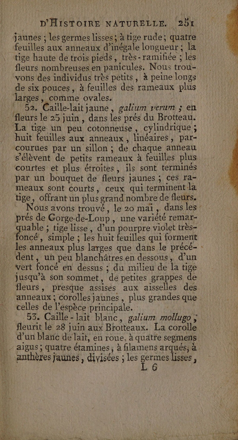 feuilles aux anneaux d’inégale longueur ; la fleurs nombreuses en panicules. Nous trou- vons des individus tres petits, à peine longs de six pouces, à feuilles des rameaux plus 52. Caïlle-lait jaune, galum verum ; en La tige un peu cotonneuse, cylindrique ; huit feuilles aux anneaux, linéaires, par- s'élèvent de petits rameaux à feuilles plus par un bouquet de fleurs jaunes ; ces ra- tige, offrant un plus grand nombre de fleurs. Nous avons trouvé, le 20 mai, dans les prés de Gorge-de-Loup, une variété remar- quable ; tige lisse, d’un pourpre violet très- foncé, simple ; les huit feuilles qui forment vert foncé en dessus ; du milieu de la tige jusqu'a son sommet, de petites grappes de fleurs, presque assises aux aisselles des celles de l’espèce principale. ; 53. Caille-lait blanc, galium mollugo ; fleurit le 28 juin aux Brotteaux. La corolle V2 anthères Jaunes , divisées ; les Fri lisses, | 6