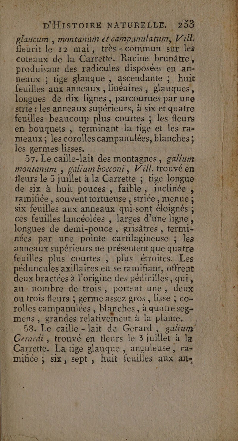 glaucum , montanum et campanulatur, Vill. fleurit lo 12 mai, très-commun sur les coteaux de la Carrette. Racine brunâtre, produisant des radicules disposées en an- neaux ; tige glauque , ascendante ; huit feuilles aux anneaux, linéaires , Slauques, longues de dix lignes Parcourues par une strie : les anneaux supérieurs, à six et quatre feuilles beaucoup plus courtes ; les fleurs en bouquets , terminant la tige et les ra- meaux; les corolles campanulées , blanches; les germes lisses. 57. Le caille-lait des montagnes, galium montanum ; galium boccont, Vill. trouvé en fleurs le 5 uillet : à la Carrette ; tige longue ramifiée, souvent tortueuse, striée, menue ; six feuilles aux anneaux qui-sont éloignés : $ ces feuilles lancéolées , larges d’une ligne, longues de demi-pouce , grisâtres , term1- nées par une pointe cartilagineuse ; ; les anneaux supérieurs ne présentent que quatre feuilles plus courtes , plus étroites. Les péduncules axillaires en se ramifiant, offrent deux bractées à l’origine des pédicillés , qui, au- nombre de trois , portent une, deux ou trois fleurs ; germe assez gros, lisse ; co- rolles campanulées , blanches 9 à quatre seg= mens, grandes relativement à la plante. Gerardi , trouvé en fleurs le 3 juillet à la Carrette. La tige glauque , anguleuse, ra- muifiée ; Six, sept huit feuilles aux an= r MR CU RS