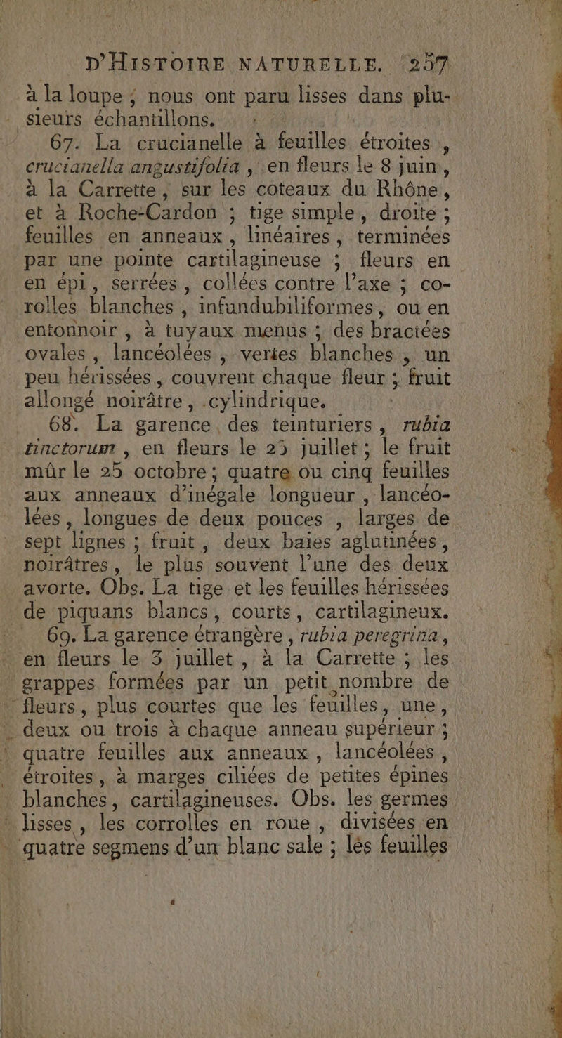 sieurs échantillons. | 67. La crucianelle à feuilles étroites à crucianella angustifolia , en fleurs le 8 juin, à la Carrette , Sur les coteaux du Rhône, et à Roche-Cardon ; tige simple, droite ; feuilles en anneaux, linéaires » terminées par une pointe cartilagineuse :; ; fleurs en en épi, serrées, collées contre l'axe: ; Cco- rolles blanches , infundubiliformes, ou en entonnoir , à tuyaux menus ; des bractées ovales , lancéolées , veries blanches , un peu hérissées , couvrent chaque fleur ; fruit allongé noirâtre, .cylindrique, 68. La garence des teinturiers, rubra tinctorum , en fleurs le 25 juillet ; le bu mûr le 25 octobre ; quatre ou cinq feuilles aux anneaux d’inégale longueur , lancéo- lées, longues de deux pouces , larges de sept lignes ; fruit, deux baies aglutinées, noirâtres, le plus souvent l’une des deux avorte. Obs. La tige et les feuilles hérissées de piquans blancs, courts, cartilagineux. en fleurs le 3 juillet, à la Carrette ; les grappes formées par un petit nombre de “fleurs, plus courtes que les feuilles , ane, deux ou trois à chaque anneau supérieur ; quatre feuilles aux anneaux, lancéolées , blanches, cartilagineuses. Obs. les germes * lisses , les corrolles en roue , divisées en quatre segmens d’un blanc sale ; lés feuilles