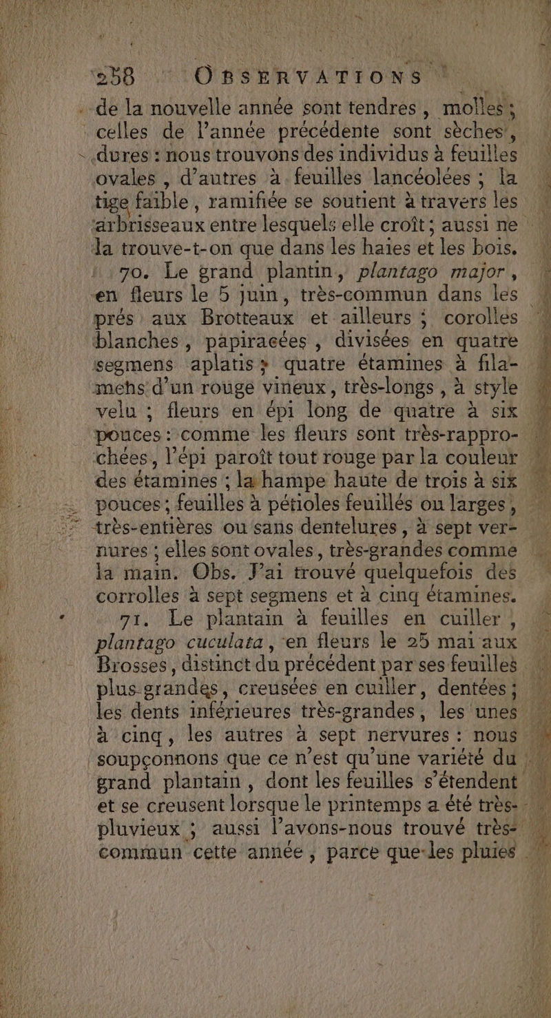 EEE À OBSERVATIONS ! V4 .dures : nous trouvons des individus à feuilles ovales , d’autres à. feuilles lancéolées ; La tige faible, Es se soutient à travers les la trouve-t-on que dans les haies et les bois. 70. Le grand plantin y plantago major, prés aux Brotteaux et ailleurs ; corolles blanches, papiracées , divisées en quatre segmens aplatis + quatre étamines à fila- mehs' d’un rouge VINEUX , très-longs , : à style pouces : comme les fleurs sont très-rappro- chées,, l’épi paroît tout rouge par la couleur des étamines ; lt hampe haute de trois à six pouces ; feuilles à pétioles feuillés ou larges, très-entières ou sans dentelures, à sept ver- nures ; elles sont ovales, très- grandes comme \4 main, Obs, Jai trouvé quelquefois des corrolles à sept segmens et à cing étamines. 71. Le plantain à feuilles en cuiller; plantago cuculata , ‘en fleurs le 25 mai aux plus-srandes , creusées en cuiller, dentées ; à cinq, les autres a sept nervures : nous se DITES den 22 Ce LATE RS PL &amp; Le &gt; — ES Ps 7