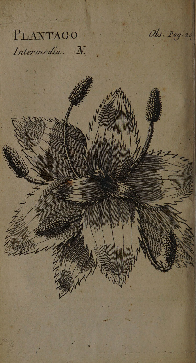 PLANTAGO *. Po Intermede . W. | 4