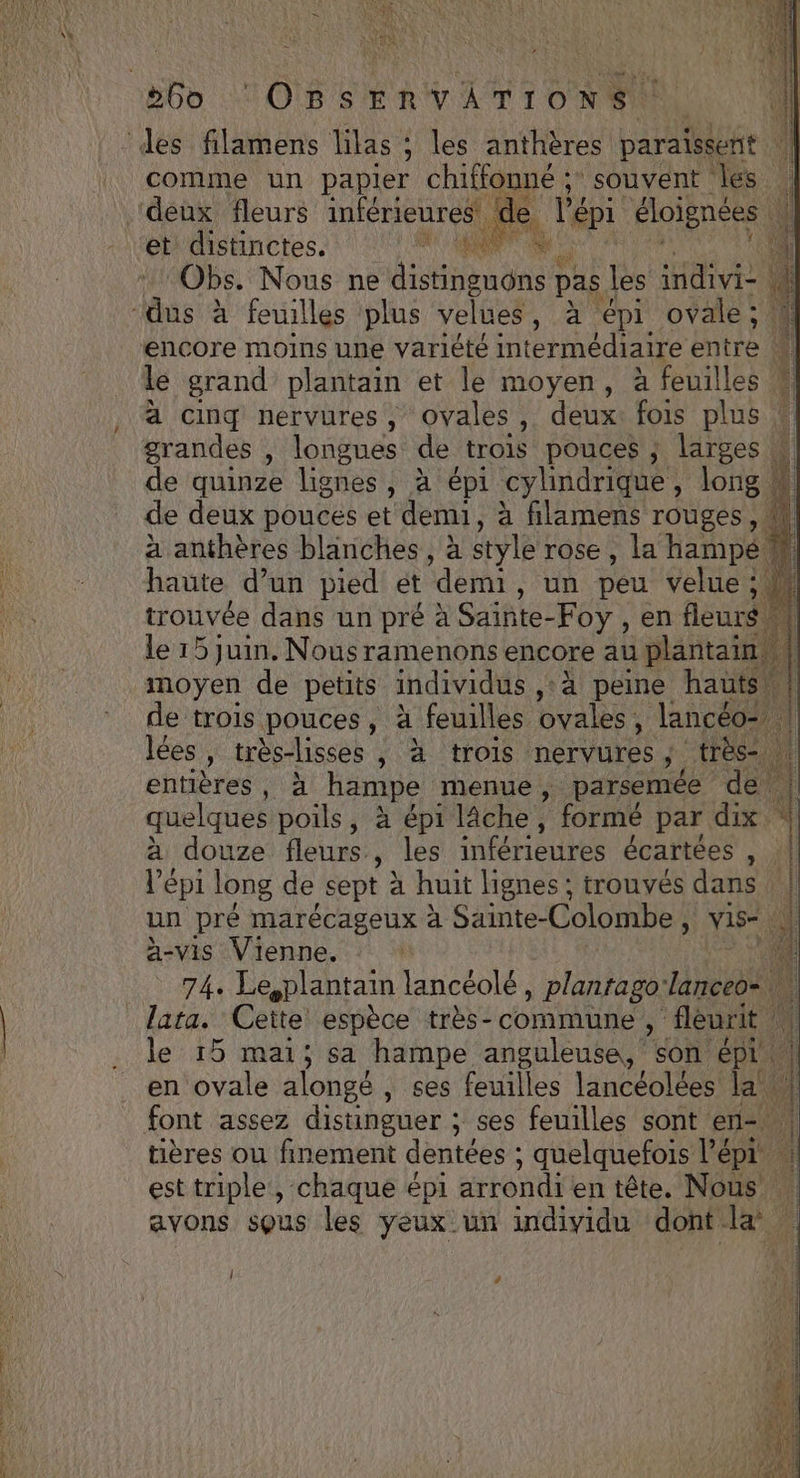 comme un papler chiffonné ; souvent ‘à de l'épi éloignées re on S 5 À # i de ; N &amp; SA Obs. Nous ne distinguôns F pas les niv M ‘à encore moins une variété intermédiaire entre « le grand plantain et le moyen, à feuilles ! à cinq nervures, Ovales , deux: fois plus grandes , longues de trois pouces ; larges W de quinze lignes, à épi cylindrique , long d de deux pouces et demi, à filamens rouges , M à anthères blanches, à style rose, la hampé haute d’un pied et ‘demi , un peu velue ; trouvée dans un pré à Saïnte-Foy , en fleurs le 15 juin. Nous ramenons encore au plantain\. moyen de petits individus , ‘à peine hauts de trois pouces , à feuilles ovales: : lancéo® | lées , très-lisses , à trois nervures, ;. “très entières, à Ha menue ,. parsemée de quelques poils, à épi lâche, formé par dix * à douze fleurs. , les inférieures écartées si lépi long de sept à huit lignes ; trouvés dans un pré marécageux à Sainte- Colombe ; vis-  a-vis Vienne. | … 74. Lesplantain lancéolé, plantago Tanceo=. Jata. Cette espèce très-commune, fléurit le 15 mai; sa hampe anguleuse, son ep en ovale alongé , ses feuilles lancéolées law font assez distinguer : : ses feuilles sont ent tières où finement dentées ; quelquefois l'épr : est triple, chaque épi arrondien tête. Nous avons sous les yeux un individu dont Le. 7 ee mere mur nl + | ‘