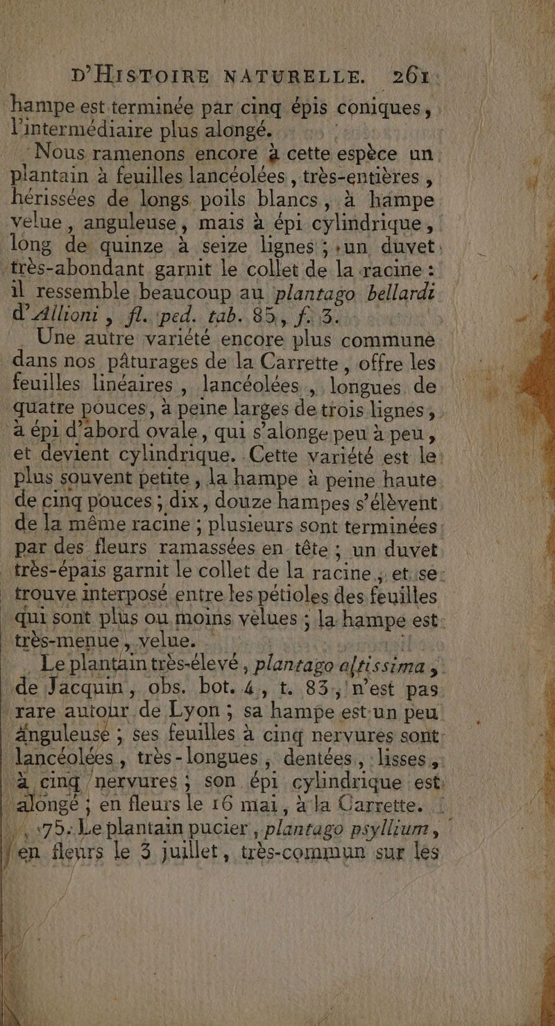 ‘hampe est terminée par cinq épis coniques, l'intermédiaire plus alongé. plantain à feuilles lancéolées , très-entières , hérissées de longs poils blancs, à hampe très-abondant garnit le collet de la racine : il ressemble beaucoup au planrago bellardi d’Ailiont | fl. iped. tab. 85, f 53. | Une autre variété encore plus commune dans nos pâturages de la Carrette , offre les feuilles linéaires , lancéolées , longues de à épi d’abord ovale, qui s’alonge peu à peu, plus souvent petite , la hampe à peine haute de cinq pouces ; dix, douze hampes s'élèvent _ trouve interposé entre les pétioles des feuilles très-menue , velue. rare san de Lyon ; sa hampe est-un peu Anguleus lancéolées, très-longues ; dentées,, lisses, alongé ; en fleurs le 16 mai, à la Carrette. | [en fleurs le 3 juillet, très-commun sur les Len