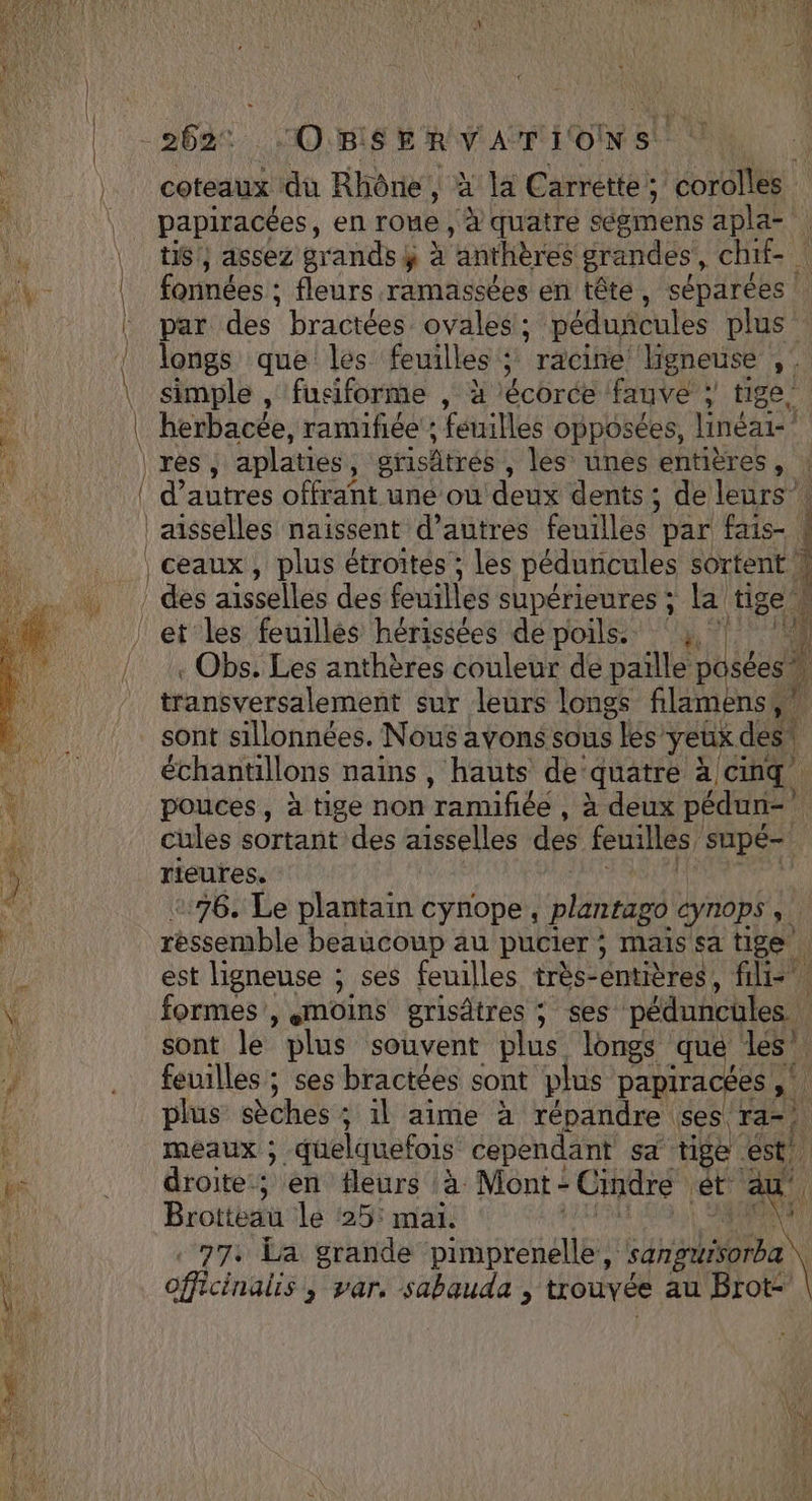 coteaux du Rhône, X la Carrette; corolles papiracées, en roue, ‘x quatre ségmens apla- ti, assez grands ÿ à ‘anthères grandes , chi | fonnées : ; fleurs ramassées en tête, séparées | par des bractées ovales, péduncules plus ER que les feuilles ; racine Hgneuse ct simple , fuciforme , à Écbrét fauve; J tige, herbacée, ramifiée'; feuilles opposées, linéai-! res , aplaties À grisätrés , les’ unes entières, : d’autres offrant une ou deux dents; de leurs : aisselles naissent d’autres feuilles par fais- ceaux, plus étroites ; les péduncules sortent | sx À EI . Obs. Les anthères couleur de paille posées, À transversalement sur leurs longs flamens, sont sillonnées. Nous ayons sous les yeux des. échantillons nains, hauts de: quatre à Cinq pouces, à tige non ramifiéé ; à deux pédun- # cules sortant des aisselles des feuilles supé- rieures. 76. Le plantain cynope , plantago cynops à. de beaucoup au pucier ; Mais sa tige | est ligneuse ; ses feuilles très-éntières, ft formes, moins grisdtres ; ses péduneules. sont le plus souvent plus longs que les” feuilles ; ses bractées sont plus papiracées , bi plus sèches ; 1l aime à répandre ses, ae meaux ; quelquefois cependant sa tige est droite; en fleurs à Mont- Cindre ét Brotteau Le ‘25: maï. ui 77: La grande pimprenelle, Pr Officinalis , var, sabauda , trouvée au Brot- =