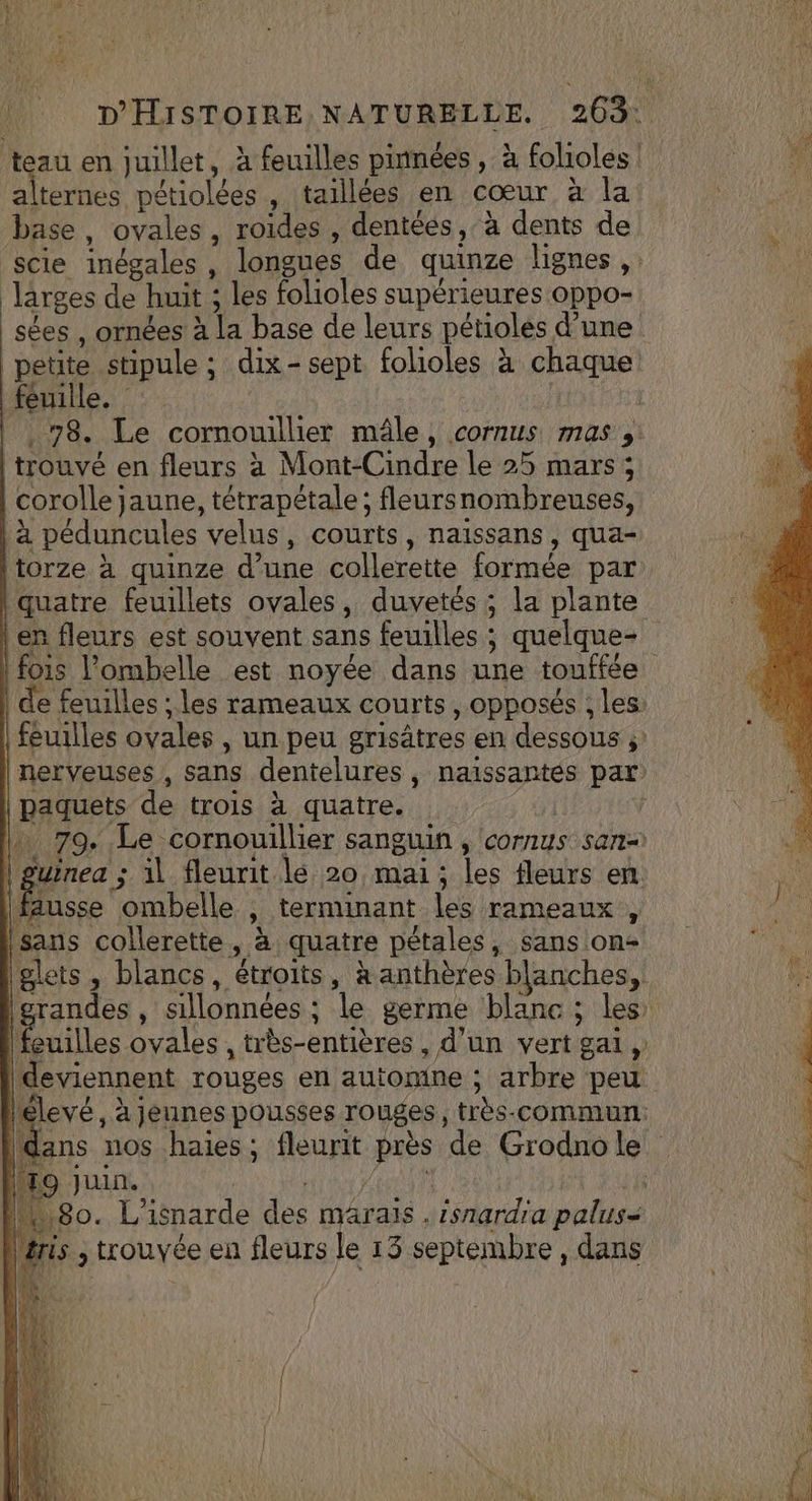 teau en juillet, à feuilles pinnées , à folioles alternes pétiolées , taillées en cœur à la base, ovales, roides , dentées, à dents de scie inégales , longues de quinze lignes ,: larges de huit ; les folioles supérieures Oppo- sées , ornées à la base de leurs pétioles d’une petite stipule ; dix-sept folioles à chaque feuille. | 78. Le cornouillier mâle, cornus mas, trouvé en fleurs à Mont-Cindre le 25 mars; | corolle jaune, tétrapétale; fleursnombreuses, | à péduncules velus, courts, naissans, qua- | en fleurs est souvent sans feuilles ; quelque- | | de feuilles ; les rameaux courts, opposés ; les: feuilles ovales , un peu grisâtres en dessous ;: nerveuses , sans dentelures, naiïssantés par | paquets de trois à quatre. | » 79. Le cornouillier sanguin , connus san- | guinea ; il fleurit lé 20 mai ; les fleurs en. ‘1400 ombelle , terminant les rameaux, sans collerette, à quatre pétales, sans on Iglets, blancs, étroits, à anthères blanches, ne. ! | feuilles ovales , très-entières , d’un vert gai , deviennent rouges en automne ; arbre peu lélevé, à jeunes pousses rouges, très-commun: 180. L'isnarde des märais . isnardia palus=