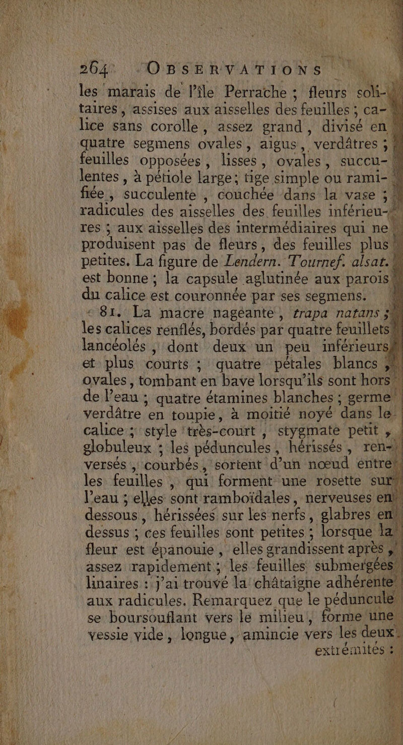 PC” 264% | MO BISE RIV A M IEO N SP NL les marais de l’île Perrache : fleurs soli-W taires , assises aux aisselles des feuilles ; ca- à feuilles opposées, lisses, ovales, succu-W lentes , à pétiole large; tige simple ou rami- # fée, succulente , couchée dans la vase 5 # radicules des aisselles des feuilles inférieu-# res ; aux aisselles des intermédiaires qui new produisent pas de fleurs, des feuilles plus petites. La figure de Lendern. Tournef. alsat.W est bonne ; la capsule aglutinée aux parois&amp; du calice est couronnée par ses segmens. M 81. La macre nagéante, frapa natans 34 les calices renflés, bordés par quatre feuilletsi lancéolés , dont deux un peu inférieurs et plus courts ; quatre pétales blancs ovales, tombant en bave lorsqu'ils sont hors de l’eau ; quatre étamines blanches ; germe verdâtre en toupie, à moitié noyé dans le calice ; ‘style ‘très-court | stygmate petit , . globuleux ; les péduncules, hérissés, ren-h versés , courbés, sortent d’un nœud entre. les feuilles | qui forment une rosette sur l’eau ; elles sont ramboïdales, nerveuses end, dessous , hérissées sur les nerfs, glabres 2 dessus ; ces feuilles sont petites ; lorsque 14 See is assez rapidement ; les feuilles submergé “ . . re . , A #, L4 ETÉ A linaires : j'ai trouvé la châtaigne ae Pre une orme une.