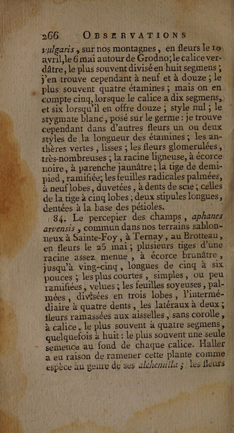 SAN PME 266 OBSERVATIONS. vulgaris , sur nos montagnes, en fleurs le 1e, avril,le 6 mai autour de Grodno;lecalicever- dâtre, le plus souvent divisé en huit segmens, | j'en trouve cependant à neuf et à douze; le , plus souvent quatre étamines ; mais On en | compte cinq, lorsque le calice a dix segmens, et six lorsqu'il en offre douze ; style nul ; le stygmate blanc, posé sur le germe: je trouve _ cependant dans d’autres fleurs un ou deux : styles de la longueur des étamines ; les an- thères vertes , lisses ; les fleurs glomerulées, | très-nombreuses ; la racine ligneuse, à écorce : noire, à parenche jaunâtre ; la tige de demi- pied, ramifiée; les feuilles radicales palmées, \ } neuf lobes, duvetées , à dents de scie ; celles ' de la tige à cinq lobes ; deux stipules longues, 1 dentées à la base des pétioles. 1. C2 84. Le percepier des champs, aphanes | arvensis , commun dans nos terrains sablon- . neux à Sainte-Foy , à Fernay, au Brotteau, en fleurs le 25 mai; plusieurs tiges d'une racine assez menue , à écorce brunätre , jusqu'à ving-cing, longues de cinq à Six. pouces ; les plus courtes , simples, ou peu ramifices , velues ; les feuilles soyeuses , pal- mées , divêsées en trois lobes, lintermé- diaire à quatre dents, les latéraux à deux; fleurs ramassées aux aisselles , sans corolle, } calice, le plus souvent a quatre segmens, : quelquefois à huit : Le plus souvent une seule semence au fond de chaque calice. Haller a eu raison de ramener cette plante comme espèce au genre de sus alchenulla ;. les fleurs s nd