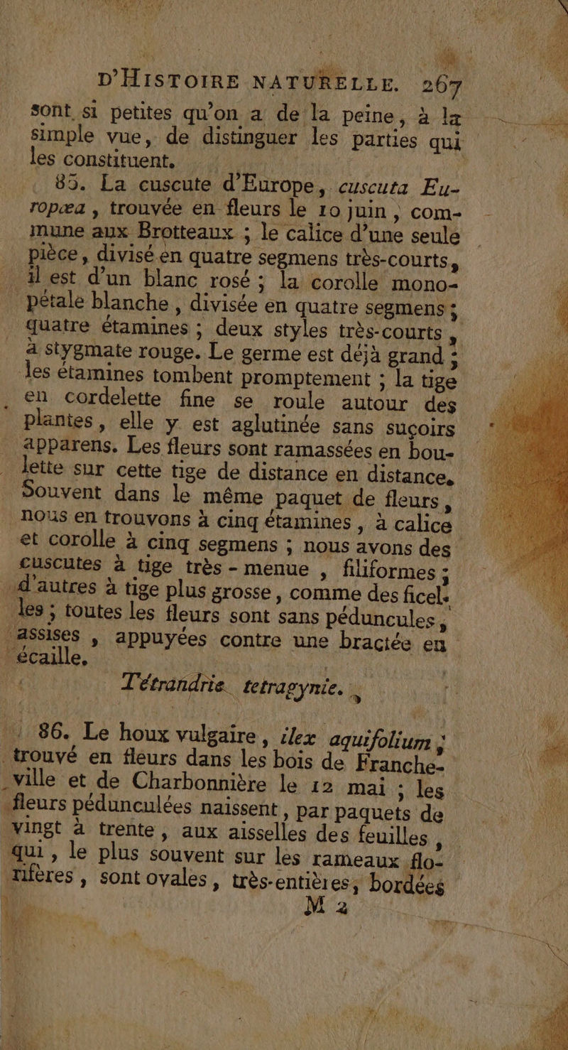 sont si petites qu'on a de la peine, àlz Ac simple vue, de distinguer les parties qui pie les constituent, | 85. La cuscute d'Europe, cuscuta Eu- ropæa , trouvée en fleurs le 10 juin, com- mune aux Brotteaux ; le calice d’une seule pièce, divisé.en quatre segmens très-courts, est d’un blanc rosé ; la corolle mono- pétale blanche , divisée en quatre segmens ; quatre étamines ; deux styles très-courts , a stygmate rouge. Le germe est déjà grand ; les étamines tombent promptement ; la tige en cordelette fine se roule autour des plantes, elle y est aglutinée sans suçoirs apparens. Les fleurs sont ramassées en bou- lette sur cette tige de distance en distance, Souvent dans le même paquet de fleurs, nous en trouvons à cinq étamines , à calice et corolle à cinq segmens ; nous avons des cuscutes à tige très - menue , fliformes ; “autres à tige plus grosse, comme des ficel. les ; toutes les fleurs sont sans péduncules, assises | appuyées contre une bractée en écaille, tour Tétrandrie. fetragynie. | e . ; 14e :* . | #. i 86. Le houx vulgaire, ilex aquifolium | 11 4 trouvé en fleurs dans les bois de Franche- -ville et de Charbonnière le 12 mai ; les “fleurs pédunculées naissent, Par paquets de vingt à trente, aux aisselles des feuilles , qui , le plus souvent sur les rameaux flo- mères , sont ovales, très-entièress bordées R) M à tr