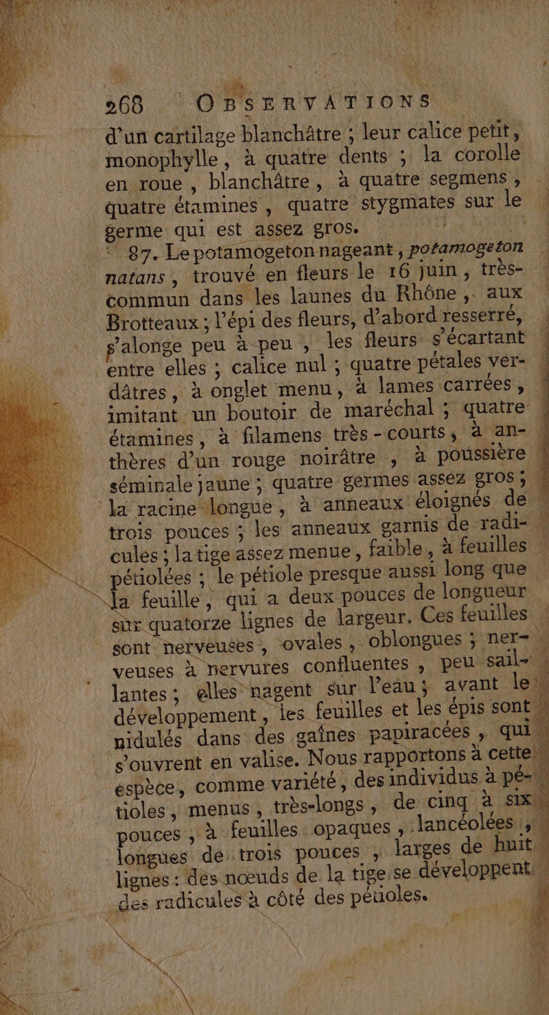 d'un cartilage blanchâtre ; leur calice petit, monophylle, à quatre dents ; la corolle en roue , blanchâtre, à quatre segmens , quatre étamines , quatre stygmates sur le : germe qui est assez gros. le Un 87. Le potamogetonnageant , pofamogeton ;, natans , trouvé en fleurs le 16 juin, très- commun dans les launes du Rhône ,. aux Brotteaux ; l’épi des fleurs, d’abord resserré, ’alonge peu à peu , les fleurs g'écartant |! entre elles ; calice nul ; quatre pétales ver- ! dâtres, à onglet menu, à lames carrées , imitant un boutoir de maréchal; quatre | étamines, à filamens très - courts, à an- : thères d’un rouge noirâtre , à poussière | séminale jaune ; quatre germes assez gros la racme longue, à anneaux éloignés de trois pouces ; les anneaux garnis de radi- . cules ; la tige assez menue, faible, à feuilles : sont nerveuses, ovales , oblongues ; ner- , veuses à nervures confluentes , peu sail- . lantes; elles nagent Sur Veau; avant leu développement, les feuilles et les épis sont” nidulés dans des gaines papiracées , qui \ “ouvrent en valise. Nous rapportons à cette. espèce, comme variété, des individus à péss tioles, menus, très-longs , de cinq à six pouces , à feuilles opaques , ancéolées ,\ longues de trois pouces ; larges de huit, … lignes : des nœuds de la tige se développent: _des radicules à côté des pétales.