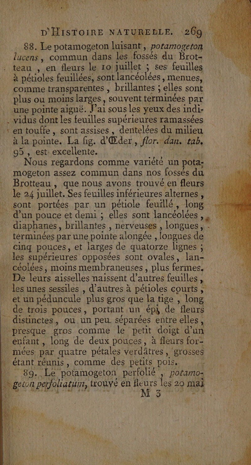 88. Le potamogeton luisant, poramogeton lucens, commun dans les fossés du Brot- teau , en fleurs le 1o juillet ; ses feuilles à pétioles feuillées, sont lancéolées , menues, comme transparentes , brillantes ; elles sont plus ou moins larges, souvent terminées par une pointe aiguë. Jai sous les yeux des indi- . vidus dont Les feuilles supérieures ramassées \‘entouffe, sont assises, dentelées du milieu à à la pointe. La fig. d'Œder, flor. dan. tab, | | 95 , est: excellente. UE Nous regardons comme variété un pota: mogeton assez commun dans nos fossés du Brotteau , que nous avons trouvé en fleurs _ le 24 juillet. Ses feuilles inférieures alternes , \ sont portées par un pétiole feuillé, long d’un pouce et demi ; elles sont lancéolées,, diaphanes, brillantes , nerveuses , longues, : tèrminées par une pointe alongée , longues de cinq pouces, et larges de quatorze lignes ; _ les supérieures opposées sont ovales, lan- | céolées, moins membraneuses, plus fermes. De leurs aisselles naissent d’autres feuilles, _ les unes sessiles , d’autres à pétioles courts ; + et un péduncule plus gros que la tige , long de trois pouces, portant un ép4 de fleurs | distinctes, ou un peu séparées entre elles, ds | presque gros comme le petit doigt d’un F4 | enfant, long de deux pouces, à fleurs for- : 4 mées par quatre pétales verdâtres, grosses “ étant réunis, comme des petits pois. , Qu Le é* [2 à - 21LS Lee FELPR # è ; Ja j L 89. Le potamogeton perfolié , poramos ù geion perfoliatuur, trouvé en fleurs les20o mai 1 De dE rie #45 d M 3 NAS E Na à AUDE \