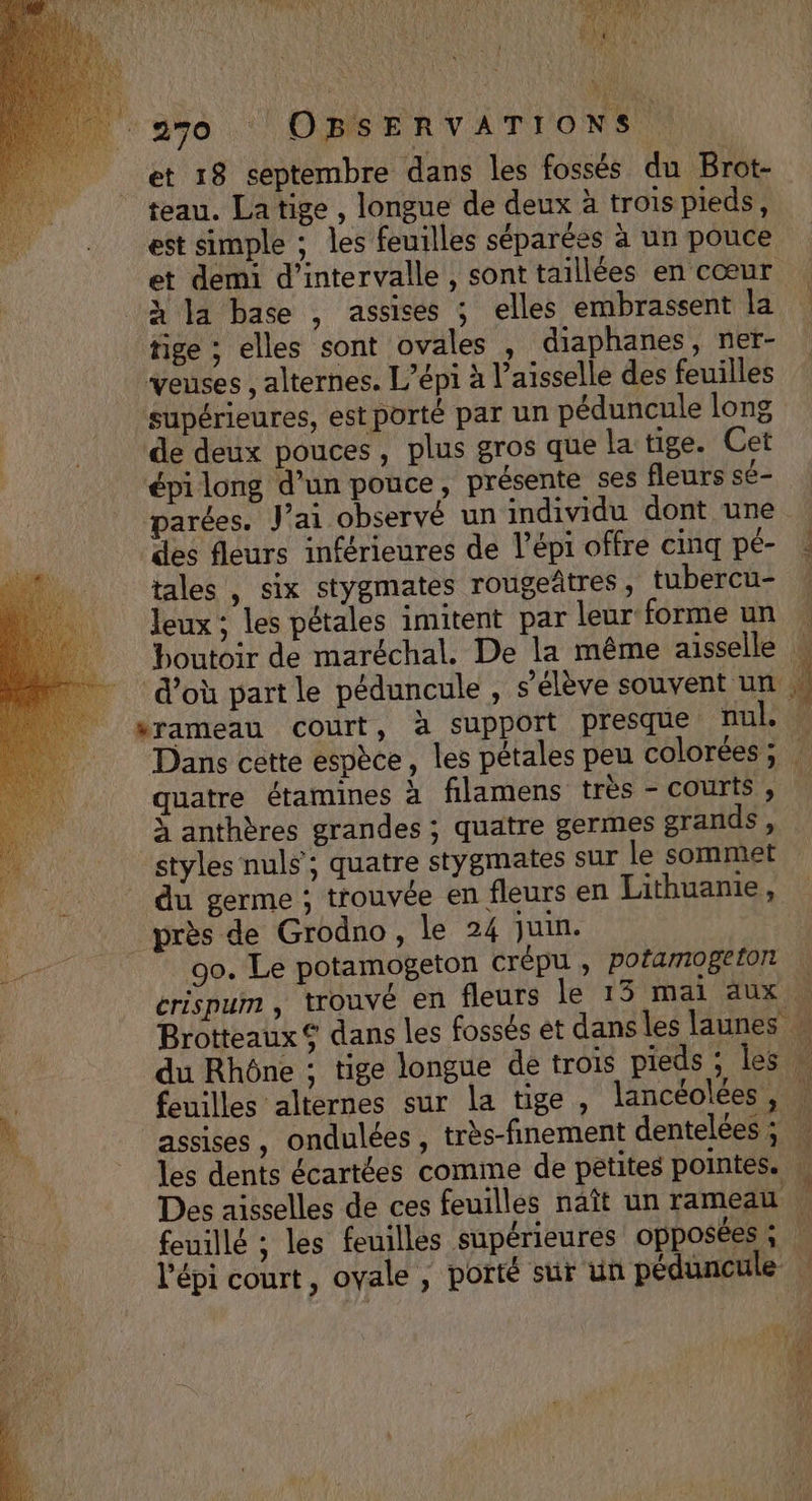 et 18 septembre dans les fossés du Brot- teau. La tige , longue de deux à trois pieds, est simple ; les feuilles séparées à un pouce et demi d'intervalle , sont taillées en cœur à la base , assises ; elles embrassent la tige ; elles sont ovales , diaphanes, ner- veuses , alternes. L’épi à l’aisselle des feuilles supérieures, est porté par un péduncule long de deux pouces, plus gros que la tige. Cet épi long d’un pouce, présente ses fleurs sé- parées. Jai observé un individu dont une des fleurs inférieures de l’épi offre cinq pé- tales , six stygmates rougeûtres, tubercu- leux : les pétales imitent par leur forme un srameau court, à support presque nul, quatre étamines à filamens très - courts , à anthères grandes ; quatre germes grands, styles nuls; quatre stygmates sur le sommet du germe ; trouvée en fleurs en Lithuanie, près de Grodno, le 24 juin. 90. Le potamogeton crépu , pofamogeton fouilles alternes sur la tige , lancéolées, [4 feuillé ; les feuilles supérieures opposées ;