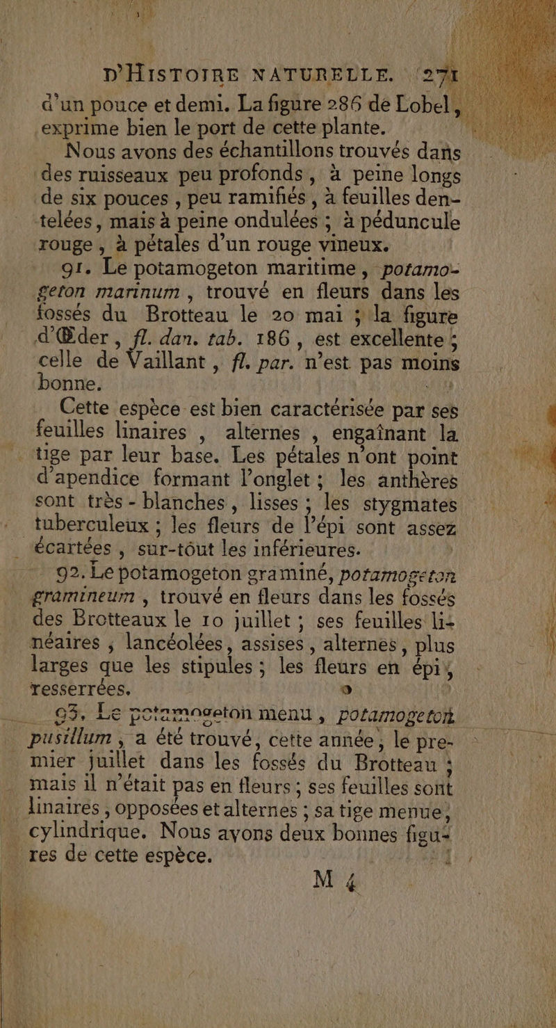ANR 1 Jet 1” D'HISTOIRE NATURELLE. 27 exprime bien le port de cette plante. des ruisseaux peu profonds, à peine longs de six pouces , peu ramifés , à feuilles den- telées, mais à peine ondulées ; à péduncule rouge , à pétales d’un rouge vineux. 91. Le potamogeton maritime, poramo:- £geton marinum , trouvé en fleurs dans les fossés du Brotteau le 20 mai ; la figure d'Œder , ff. dan. tab. 186 , est excellente ; celle de Vaillant, fl par. n’est pas moins bonne. #58 Cette espèce est bien caractérisée par ses feuilles linaires , alternes , engaînant la sont très - blanches, lisses ; les stygmates tuberculeux ; les fleurs de l’épi sont assez gramineum , trouvé en fleurs dans les fossés des Brotteaux le 10 juillet ; ses feuilles lis néaires ; lancéolées, assises , alternes, plus larges que les stipules ; les fleurs en épi, resserrées. ° 93, Le potamoveton menu, Pofamogeton mier juillet dans les fossés du Brotteau : mais il n’était pas en fleurs ; ses feuilles sont . . d 3 L . x linatres , opposées et alternes ; sa tige menue; e à. M4