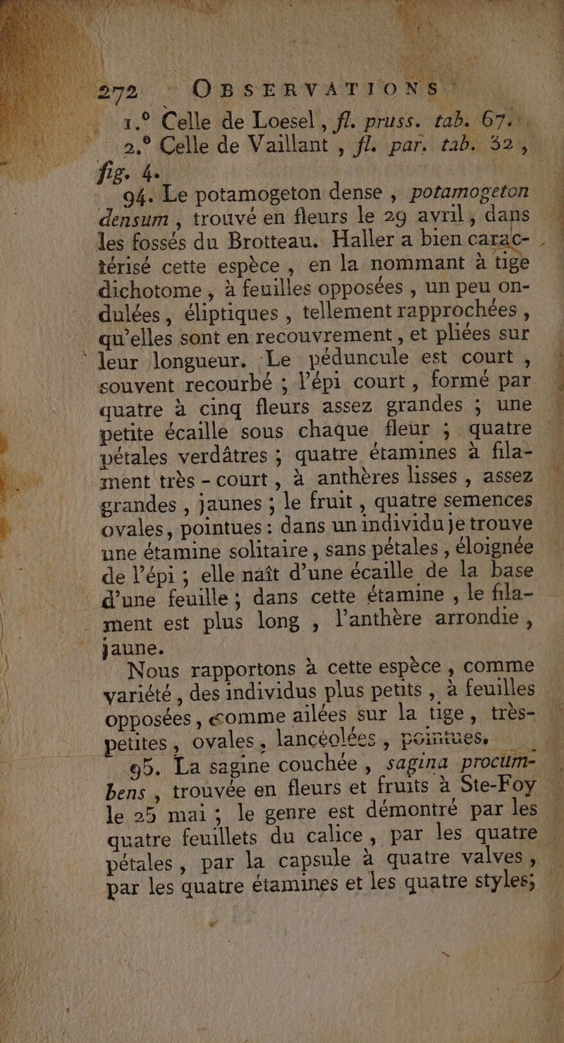 De NA à DR ÉTAPE A OV ERA TND ACT Vos OBSERVATIO \S VA 1.9 Celle de Loesel, f?. pruss. tab. 674%, © 2.° Celle de Vaïllant , ff. par, tab. 32, fig. 4. tits 94. Le potamogeton dense , poramogeton densum , trouvé en fleurs le 29 avril, dans les fossés du Brotteau. Haller a bien carac- térisé cette espèce , en la nommant à tige dichotome , à feuilles opposées , un peu on- dulées, éliptiques , tellement rapprochées, qu’elles sont en recouvrement , et pliées sur * Jeur longueur. Le péduncule est court , souvent recourbé ; l’épi court, formé par quatre à cinq fleurs assez grandes ; une petite écaille sous chaque fleur ; quatre vétales verdâtres ; quatre étamines à fila- ment très -court, à anthères lisses , assez grandes , jaunes ; le fruit, quatre semences … ovales, pointues : dans unindividujetrouve 5 une étamine solitaire, sans pétales , éloignée | de l’épi ; elle naît d’une écaille de la base | d’une feuille; dans cette étamine, le fila- | ment est plus long , l’anthère arrondie, jaune. { Nous rapportons à cette espèce , comme À variété , des individus plus petits , à feuilles non opposées, comme ailées sur la tige, très À | petites, ovales, lancéolées, pointues, 95. La sagine couchée, sagina procim= bens , trouvée en fleurs et fruits à Ste-Foy . le 25 mai; le genre est démontré par les M quatre feuillets du calice, par les quatre | | pétales, par la capsule à quatre valves , (or par les quatre étamines et les quatre styles; v