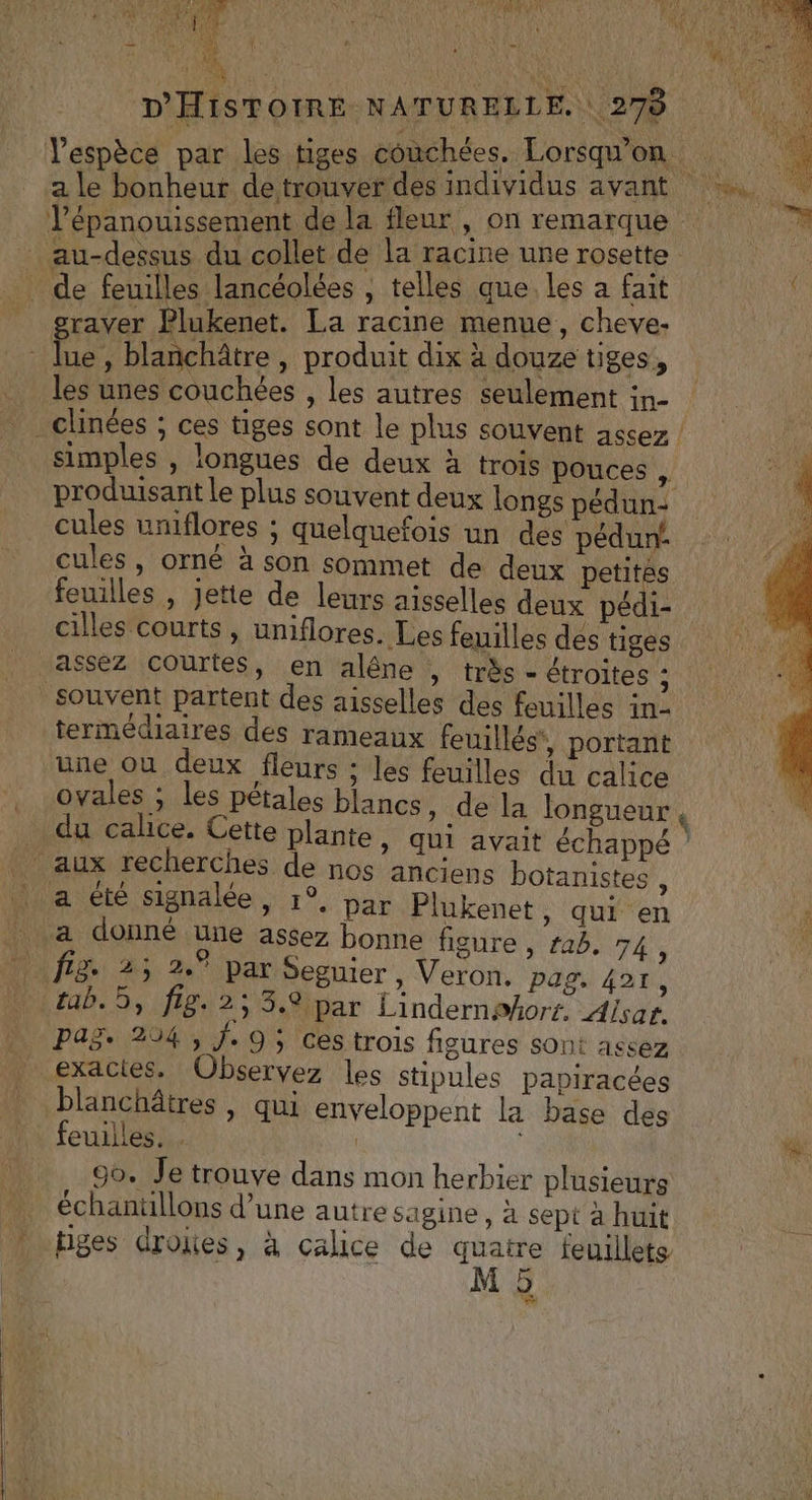 de feuilles lancéolées , telles que. les a fait raver Plukenet. La racine menue, cheve- les unes couchées , les autres seulement in- S cules, orné à son sommet de deux petitès feuilles , jette de leurs aisselles deux pédi- cilles courts, umflores. Les feuilles des tiges assez Courtes, en alêne , très - étroites : souvent partent des aisselles des feuilles in- termédiaires des rameaux feuillés', portant ; les feuilles du calice cules uniflores ; quelquefois un des pédun ovales ; les pétales b du calice. Cette plant anistes , qui en fie 2 Ce ! a été signalée, 1°, par Plukenet , sez bonne figure , rab. 74 ; a donné uüñe 2s x tab. 5, fig. 2, 3.@lpar Lindernshorr. Alisat. PAS: 204, J.9 ; ces trois figures sont assez exacies. Observez les stipules papiracées blanchâtres , qui enveloppent la base des feuilles. . | 90. Je trouve dans mon herbier plusieurs échanullons d’une autre sagine, à sept à huit tiges droites, à calice de de feuillets 5 ev