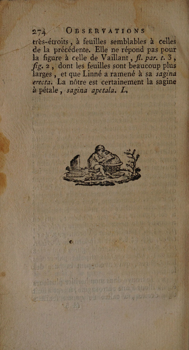 ne = Mo LE se on OBSERVATIONS _très-étroits, à feuilles semblables # celles. : de la précédente. Elle ne répond pas pour à fig. 2, dont les feuilles sont beaucoup plus à bee , Sagina apetala. L, 44 LR 11 2 rh 4 À 15, (A: Fi DL “ 24 nf K. 408 © 110 RE : JURA à 4 Late À 70 THEANTS À te } 3 Y a! $ + A ‘ au 1 d a 1: Pol 4e: