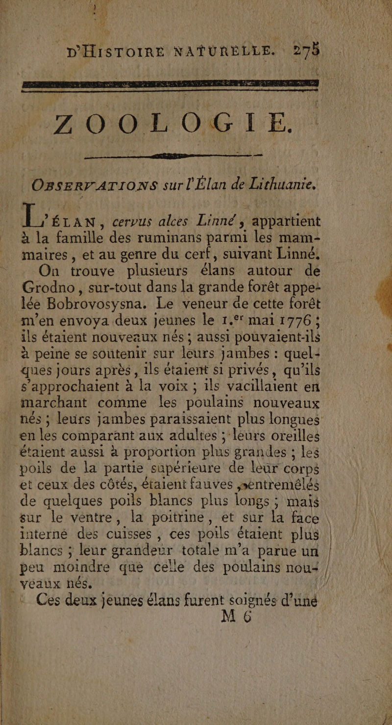 ! OBSERFATIONS sur l Élan de Lithuanie A 'ÉLAN, cervus alces Linné, ‘appartient à la famille des ruminans parmi les mam- maires , et au genre du cerf, suivant Linné, On trouve plusieurs élans autour de Grodno, sur-tout dans la grande forêt appe- lée Bobrovosysna. Le veneur @e cette forêt m'en envoya. deux ] jeunes le 1.9 mai 1776; ils étaient nouveaux nés ; aussi pouvaient-ils à peine se soûtenir sur leurs jambes : : quel: s’approchaient à “a voix ; ils vacillaient en marchant comme les poulains nouveaux en les comparant aux adultes ; leurs oreilles étaient aussi à proportion plus grandes : les poils de la partie supérieure de leur corps et ceux des côtés, étaient fauves pentremêlés de quelques poils blancs plus longs ; mais interné des cuisses , ces poils étaient plus blancs ; leur grandeur totale m'a parue un _ VEUX nés. Ces deux jeunes élans furent soignés d’uné
