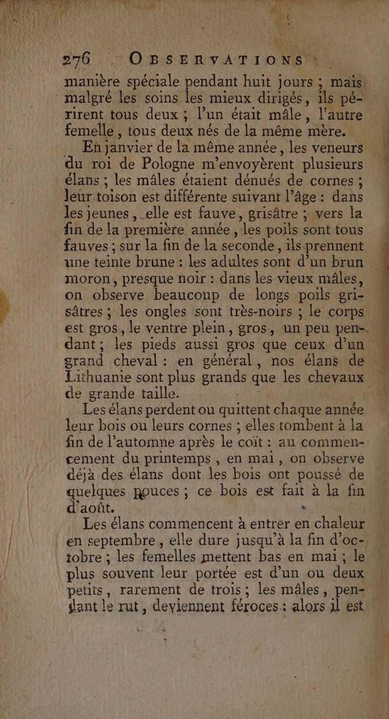 Dan spéciale pendant huit jours ; maïs: rirent tous deux ; lun était mâle, l’autre à femelle , tous deux nés de la même mère. À En janvier de la même année, les veneurs 1 du roi de Pologne m ’envoyèrent plusieurs | élans ; les mâles étaient dénués de cornes ; | Jéur toison est différente suivant l’âge: dans les jeunes , elle est fauve, grisâtre ; vers la ? fin de la première année , les poils sont tous une teinte brune : les adultes sont d’un brun moron, presque noir : dans les vieux mâles, M on observe beaucoup de longs poils gri- M sâtres ; les ongles sont très-noirs ; le corps M est gros, le ventre plein, gros, un peu DE ‘4 dant : les pieds aussi gros que ceux d'un grand cheval : en général, nos élans de Lithuanie sont plus PA nie les chevaux L: ce grande taille. Lesélans perdentou duittent chaque année leur bois ou leurs cornes ; elles tombent à la fin de l’automne après le coït : au commen- cement du printemps , en mal, on observe déjà des élans dont les bois ont poussé de quelques pouces; ce bois est fait à la fin d'août. : Les élans commencent à entrer en chaleur tobre ; les femelles mettent bas en mai: le plus souvent leur portée est un ou deux | petits, rarement de trois ; les mâles, pen+ dant le rut, deviennent féroces : alors 1l est Lo = 2 Th ‘à