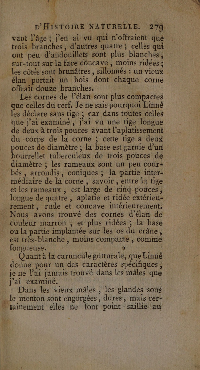 Le Le D'HISTOIRE NATURELLE. 279. vant l’âge; j'en ai vu qui n'offraieñt que | trois branches , , d’autres quatre ; celles qui ont peu d’andouillets sont plus blanches ; sur-tout sur la face concave , moins ridées : les côtés sont brunâtres, sillonnés : un vieux élan portait un bois dont chaque corne offrait douze branches. Les cornes de l’élan sont plus compactes que celles du cerf, Je ne sais pourquoi Linné | les déclare sans tige ; ; Car dans toutes celles que j'ai examiné , J'ai vu une tige longue de deux à trois pouces avant l’aplatissement du corps de la corne ; cette tige a deux pouces de diamètre ; la base est garnie d’un bourrellet tuberculeux de trois pouces de diamètre ; les rameaux sont un peu cour+ bés, arrondis, coniques ; la partie inter: médiaire de la corne , savoir , entre la tige et les rameaux , est large de cind pouces, j longue de quatre , aplatie et ridée extérieu- rement, rude et concave intérieurement, . Nous avons trouvé des cornes d'élan de couleur marron , et plus ridées ; la base ou la partie implantée sur les os du crâne, est très-blanche, moins compacte , comme fongueuse. 9 Quant à la caruncule gutturale, que Linié donne pour un des caractères spécifiques , je ne l'ai jamais trouvé dans les mâles que j'ai éxaminé. Dans les vieux mâles , les glandes sous he menton sont engorgées, dures, mais cer: jainement elles ne font point saillie au