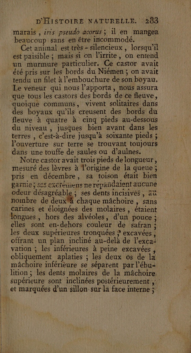 marais , £ris pseudo acorus; 1l en mangea beaucoup sans en être incommodé. Cet aninal est très - silencieux, lorsqu'il est paisible ; mais si on l’irrite, on entend été pris sur les bords du Niémen ; on avait tendu un filet à l’embouchure de son boyau. Le veneur qui nous l’apporta, nous assura uoique communs, vivent solitaires dans es boyaux qu'ils creusent des bords du fleuve à quatre à cinq pieds au-dessous du niveau , jusques bien avant dans les terres , c’est-à-dire jusqu'à soixante pieds ; dans une touffe de saules ou d’aulnes. Notre castor avait trois pieds de longueur, mesuré des lèvres à T’origine de la queue ; pris en décembre, sa toison était bien e. ’ \ LA 2 . garnie; see excréimens ne repañtalent aucune nombre de deuxä chaque mâchoire , sans carines et éloignées des molaires , étaient les deux supérieures tronquées ? excavées , offrant un plan incliné au-delà de l’exca: vation ; les inférieures à peine excavées , obliquement aplaties ; les deux os de la mâchoire inférieure se séparent par l’ébu- supérieure sont inclinées postérieurement ;: 2