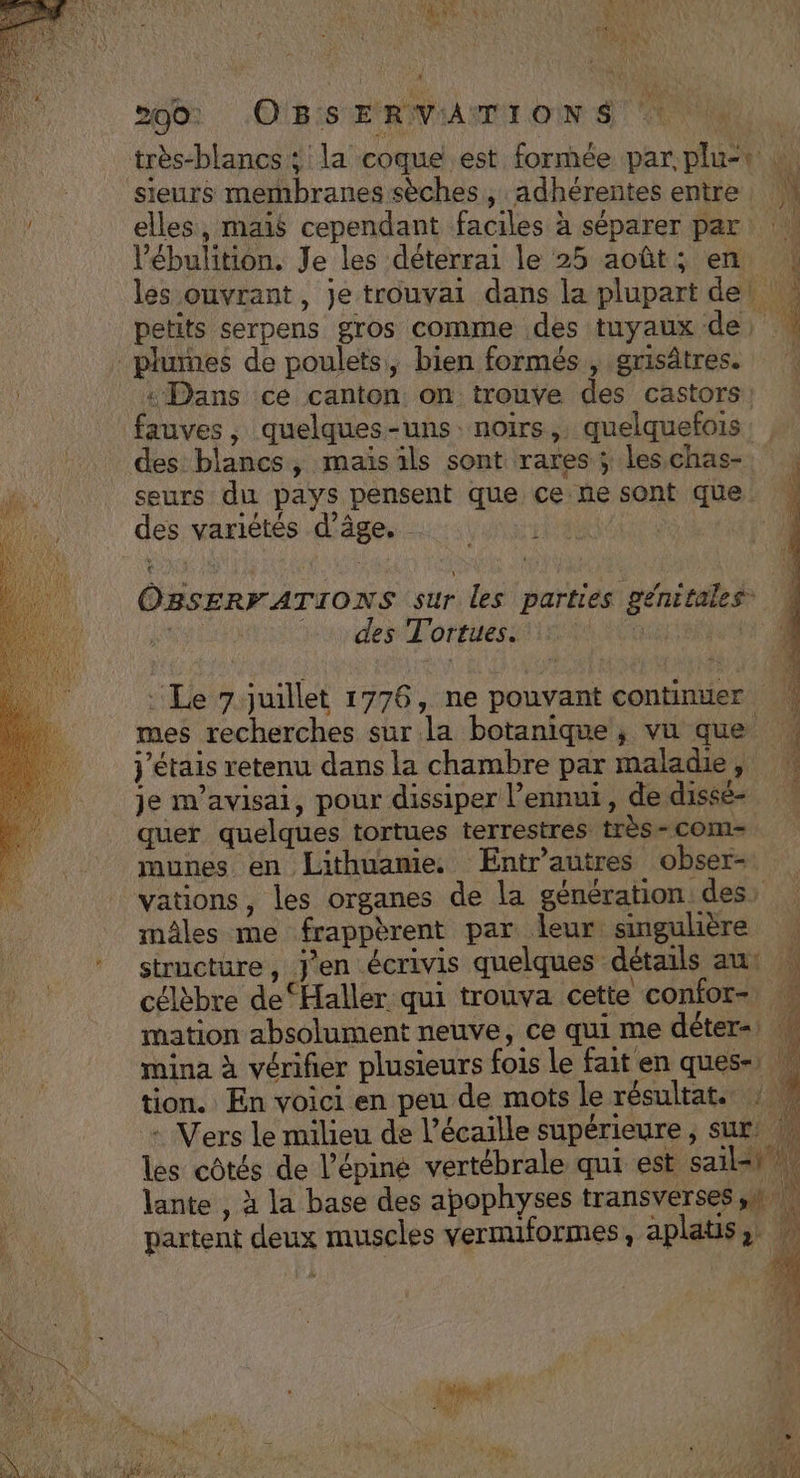 Là ‘y * À JR T3 QU ie x. ‘15 s Oo 200: .OB:S ERA ON SN NN très-blancs ; la coque est formée par. plu=t L. sieurs membranes sèches, adhéreñtes entre M elles, mais cependant faciles à séparer par ! l’ébulition. Je les déterrai le 25 août; en : les ouvrant, je trouvai dans la plupart de! petits serpens gros comme des tuyaux de 4 plumes de poulets, bien formés, grisâtres. | «Dans ce canton on trouve des castors fauves, quelques-uns. noirs, quelquefois: des blancs, maïsils sont rares ; les.chas-. seurs du pays pensent que ce:ne sont que. des variétés d'âge. : | OBSERFATIONS sur les parties génitales \ Lu des Tortues rio ti. ‘Le 7 juillet 1776, ne pouvant continuer mes recherches sur la botanique, vu que j'étais retenu dans la chambre par maladie, je m'avisai, pour dissiper l’ennui, de dissé- quer quelques tortues terrestres très-com= munes en Lithuanie. ÆEntr'autres obser- vations, les organes de la génération des, mâles me frappèrent par leur: singulière ! structure, j'en écrivis quelques détails au: | célèbre de ‘Haller qui trouva cette confor- mation absolument neuve, ce qui me déter= | mina à vérifier plusieurs fois Le fait en ques-, u tion. En voici en peu de mots le résultat. : | : Vers le milieu de l’écaille supérieure , sur les côtés de l’épine vertébrale qui est sail=1 lante , à la base des apophyses transverses,n | partent deux muscles vermiformes, aplats, o