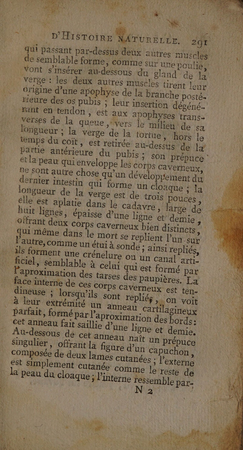 LS Es &gt; F Vont s’insérer au-dessous du gland de la origine d’une apophyse de la branche posté. Heure des os pubis : leur insertion dégéné. verses de la queue » Vers le milieu de sa longueur : la verge de la tortue » hors le UN temps du coït, est retirée au-dessus de le [on Partie antérieure du pubis : son Prépuce : | et la peau qui enveloppe les corps Caverneux, ñe Sont autre chose qu’un déveloprement du dernier intestin qui forme un cloaque : la longueur de la verge est de trois pouces ; êlle est aplatie dans le cadavre, large de buit lignes, épaisse d’une ligne et’ demie à offrant deux COrps caverneux bien distincts, qui Même dans le mort se replient l’un.sur l’autre, comme un étui à sonde ; ainsi repliés, ést simplement Cutanée comme le reste de peau du cloaque ; interne ressemble par- D Yi