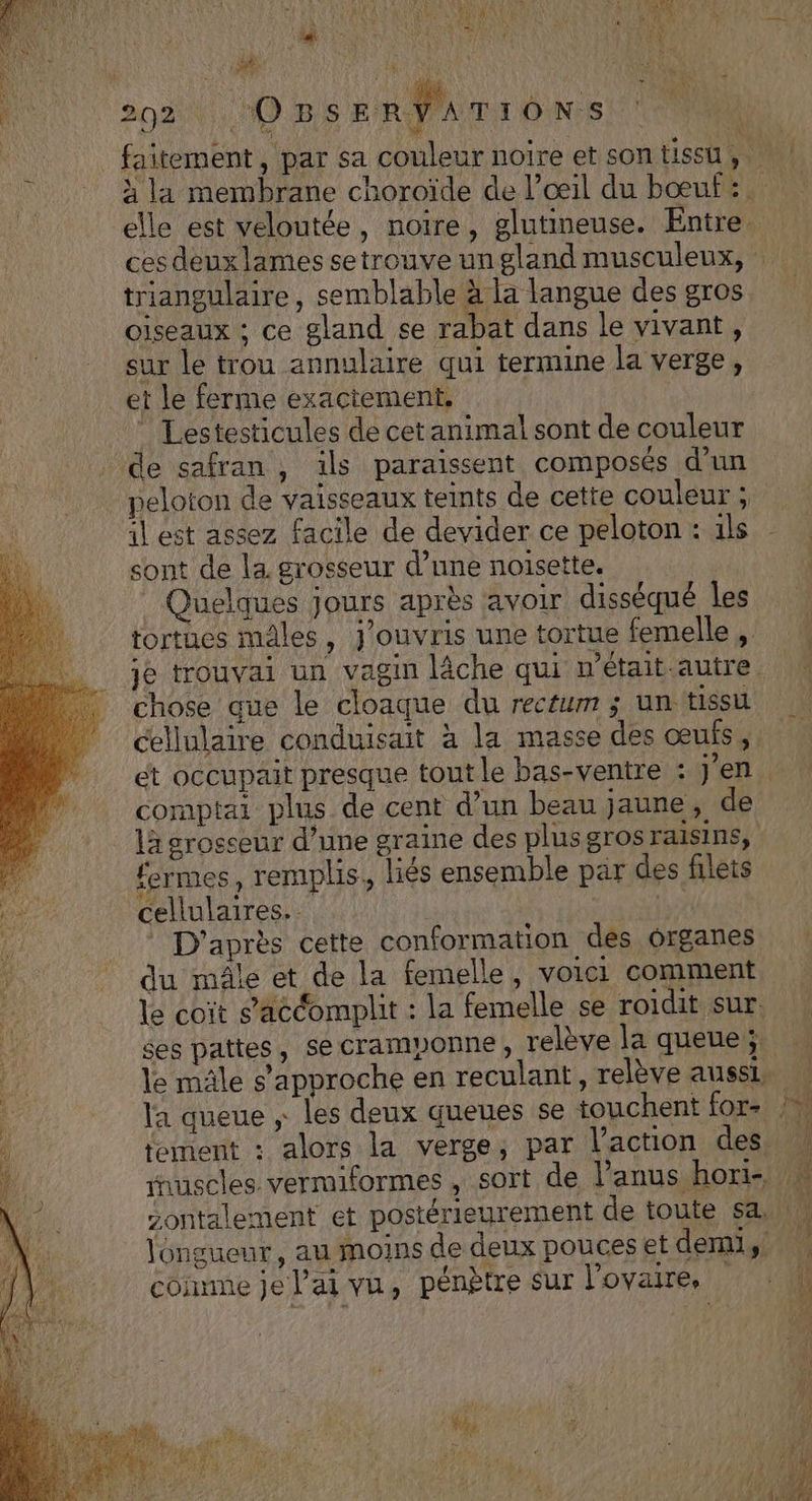 “ WIRE ét. LA Pa FRERE RATE : 4-2 L'EAENSS Ù Re 4 NUE OUUT ÉTENEE LAC R LR 1 A SANS A ME # k Yi ME «4 he O08s ERVAT IONS 202%.) v \ rat elle est veloutée, noire, glutineuse. Entre. triangulaire, semblable à la langue des gros oiseaux ; ce gland se rabat dans le vivant, sur le trou annulaire qui termine la verge, et le ferme exactement. | ” Lestesticules de cet animal sont de couleur de safran , ils paraissent composés d’un peloton de vaisseaux teints de cette couleur ; il est assez facile de devider ce peloton : 1ls sont de la grosseur d’une noisette. Quelques jours après avoir disséqué les tortues mâles, j’ouvris une tortue femelle , chose que le cloaque du rectum ; un tissu cellulaire conduisait à la masse des œufs, et occupait presque tout le bas-ventre : J'en comptai plus de cent d’un beau jaune, de fermes, remplis, liés ensemble par des filets cellulaires. D'après cette conformation des organes du mâle et de la femelle, voici comment le coït s’accomplit : la femelle se roidit sur longueur, au moins de deux pouces et demi, UM Pre no Le MAT ; : l comme je l'ai vu, pénètre sur l'ovaire, ‘hu