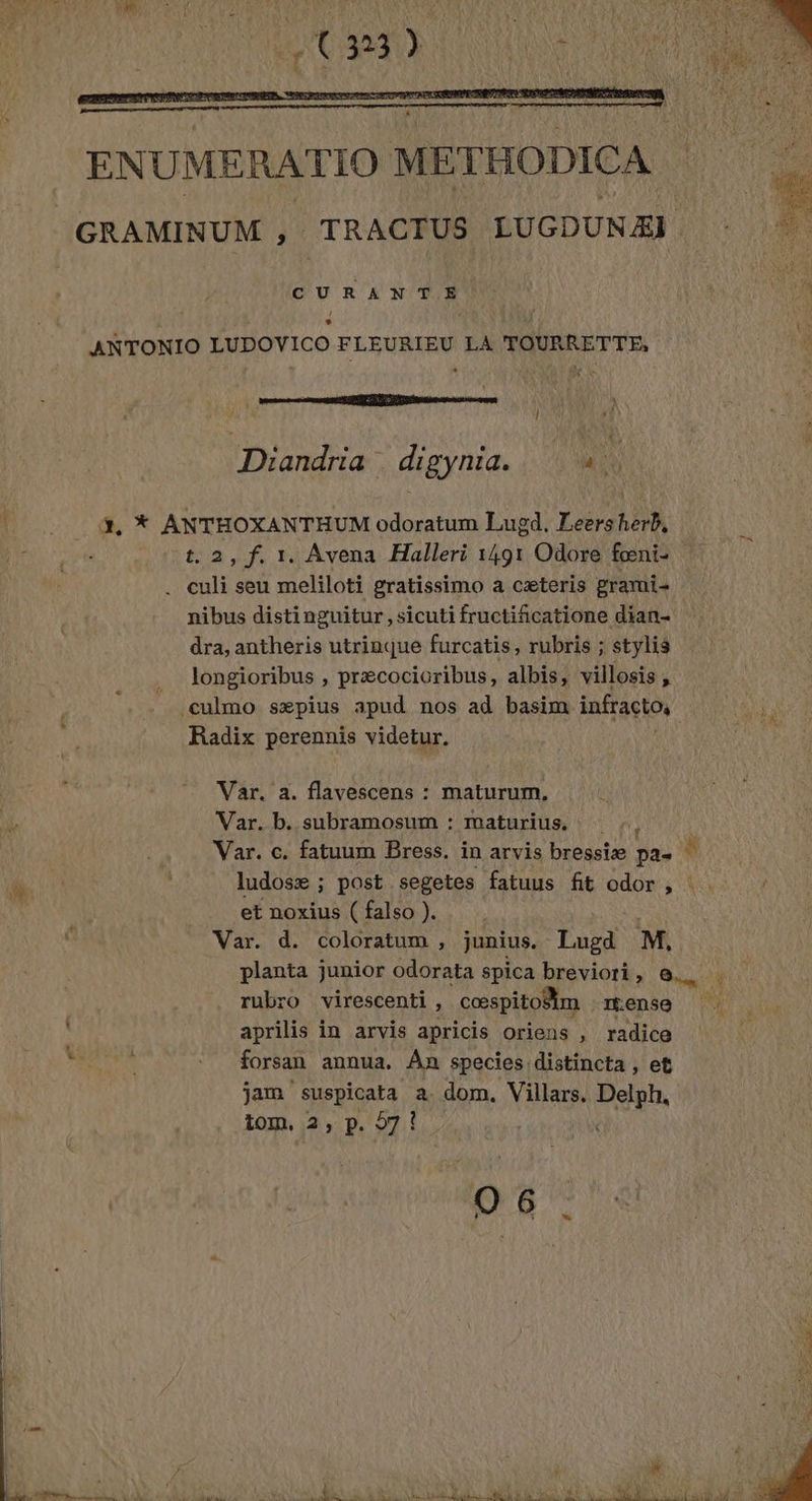 ENUMERATIO METHODICA CURANTE ANTONIO LUDOVICO FLEURIEU LA TOURRETTE, Diandria digynia. u : x, * ANTHOXANTHUM odoratum Lugd, Leers herb. t.2,f.1. Avena Halleri 1491 Odore fœni: culi seu meliloti gratissimo a cæteris grami= nibus distinguitur, sicuti fructificatione dian- dra, antheris utrinque furcatis, rubris ; stylis longioribus ; præcocioribus, albis, villosis, culmo sæpius apud nos ad basim infractos Radix perennis videtur. Var. a. flavescens : maturum. Var. b. subramosum : maturius. ‘ Var. c. fatuum Bress. in arvis bressiæ pa. ludosæ ; post segetes fatuus fit odor , et noxius ( falso ). Var. d. coloratum, junius. Lugd M. rubro virescenti ; cœspitoSm r.ense aprilis in arvis apricis oriens , radice forsan annua. An species distincta , et jam suspicata a. dom. Villars. Delph, tom, 2, p. 27! 0 6 L : «