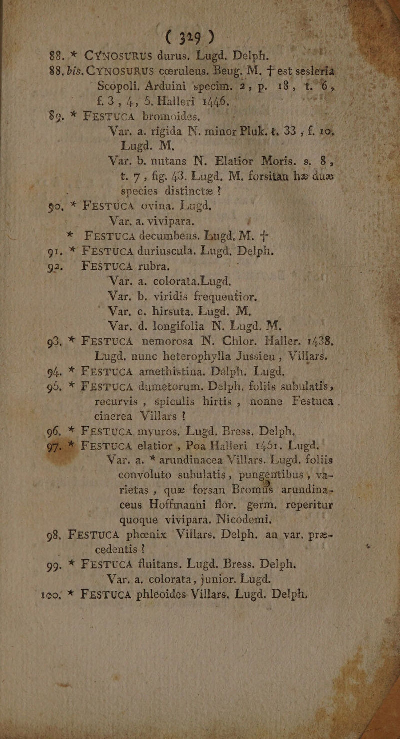 UC ga 9) JEANNE 88.,* CYNOSURUS durus. Lugd. Derh. | ' af AE 88. bis. CYNOSURUS cœruleus. Beug. M. Test ses à Pal Arduini GAS ; P. 18, 1, | St £3,4, 5. Halleri 1446... pue is “ 89. * FESTUCA bromoides, ‘41 CNT De Var, a. rigida N. minor Pluk. &amp; 33 ; £ 19, Lugd. M. Var. b. nutans N. Elatior Moris. s, 8, k. t. 7, fig. 43. Lugd, M. forsitan hz duæ HeouL species distinctæ ? ÿ go, * FESTUCA ovina. Lugd. &amp; Var, a. vivipara. { * FEsTUCA decumbens. bugd, M. + 91. * FÉSTUCA duriuscula. A8 ge) Pop UML 92. FESTUCA rubra. 11847 EM | Var. a. LIT i Var. b. viridis frequentior. © Var. c. hirsuta. Lugd. M. | Var. d. longifolia N. Eugd. M. : 93. * FESTUCA nemorosa N. Chlor. Haller, 1438, Lugd. nunc heterophylla Jussieu, V ilars. 94. * FESTUCA amethistina, Délph. Lugd. 95. * FESTUCA dumetorum. Delph, foliis subulatis, é: | recurvis , spiculis hirtis, nonne Festuca. à cinerea Villars ! : 96. * FESTUCA myuros. Lugd. Bress, Delphi Re: à FESTUCA elatior , Poa Halleri 1451. Lugd. je Var. a. * arundinacea Villars. Lugd. foliis à convoluto subulatis, pungentibus, va- rietas , quæ forsan Bromüs arundina- ceus Hoffmanni flor. germ. reperitur | quoque vivipara. Nicodemi. HAS 08. FESTUCA phœnix Villars. Delph. an var. pres | L f cedentis ? 99. * FESTUCA fluitans. Lugd. Bress. Del “Var. a. colorata, junior. Lugd. 100: * FESTUCA phleoides Villars. Lugd. Delph,