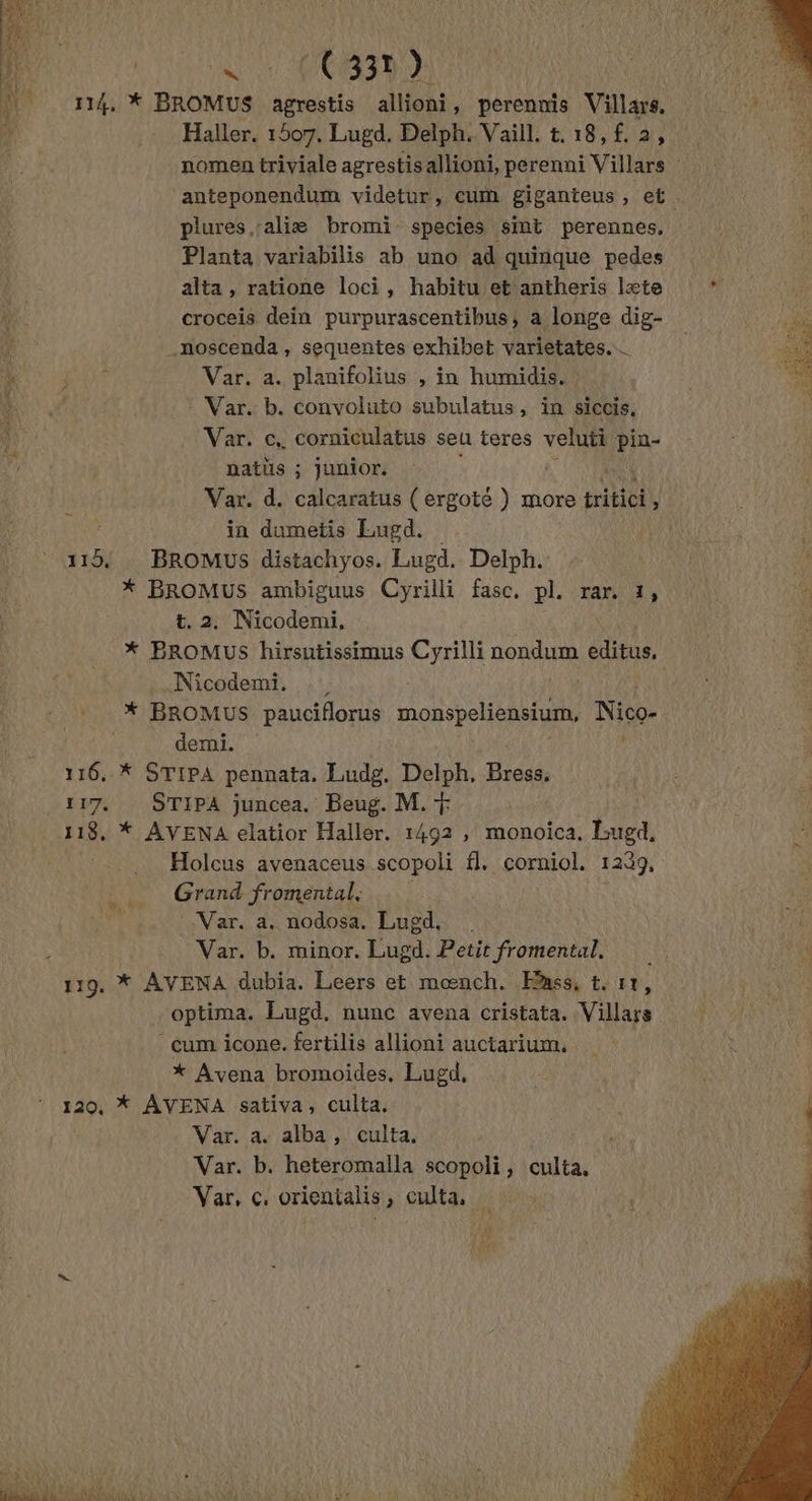là Haller, 1507. Lugd. Delph. Vaill. t. 18, f. 2, plures :aliæ bromi species sint perennes, Planta variabilis ab uno ad quinque pedes alta, ratione loci, habitu et antheris læte 4 croceis dein purpurascentibus, a longe dig- 4 noscenda, sequentes exhibet varietates. ORPI Var. a. planifolius , in humidis. © Var. b. convoluto subulatus, in siccis. Var. c.. corniculatus seu teres veluti (18 natüs ; junior, Var. d. calcaratus ( ergoté ) more tritici L ï in dumetis Lugd. 1154 BROMUS distachyos. Lugd. Delph. * BROMUS ambiguus Cyrilli fasc. pl. rar. 1, 1 t. 2. Nicodemi, Nicodemi, * *X BROMUS pauciflorus monspeliensium, Nico- RAC demi. 116, * STIPA pennata. Ludg. Delph, Bress, 117. STIPA juncea. Beug. M. + 118, * AVENA elatior Haller. 1492 , monoica. Lit Holcus avenaceus scopoli fl. corniol. 1239, Grand fromental, Var. a. nodosa. Lugd. x Var. b. minor. Lugd. Petit fromental. $ 119. * AVENA dubia. Leers et mœnch. Enss, t. 11, optima. Lugd. nunc avena cristata. Villars cum icone. fertilis allioni auctarium. * Avena bromoides, Lugd, 120, * AVENA sativa, culta. Var. a. alba, culta. Var. b. heteromalla scopoli, culta. Var, c, orientalis, culta, à è A *ù ty * j ONE ET IR N pl Fer DO PES TANT LATE TS NE D'OR