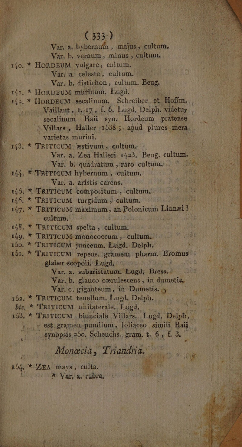 ( 833-) Var. a. hybornuin , majus ; cultum. Var. b. vernum, minus , cultum, D Le f 140, * HORDEUM vulgare, cultum. | Mono à Var: a: celeste, cultum. DURE Var. b. distichon, cultum, Beug. N 141. * HORDEUM mürinum, Lugd. À 142, * HORDEUM secalinum, Schreiber, et Hoffm,, Vaillant , t.47, f. 6. Lugd. Delph. videtur _ secalinum Raii syn: Hordeum pratense 3 Villars, Haller :1588 ;. apud plures mera 1 varietas murini. Re 000 143. * TRITICUM: æstivum, eultum. ne Ê Var, a. Zea Halieri 1423. Beug. cultum. À ‘à “Var, b! Quadratüm , raro cultum.. * 400 0 0 L 144: X TRITICUM hÿbernum , cuitum, | UE EE % Var. a. aristis carens, M AT NOÉ 0 145: * TRITICUM compositum, cultum.. AO LR tte Mt 146. % TRITICUM turgidum ; cultum. RES ti REA 147, * TRITICUM maximum, an Polonicum Linnæi ? | We + culeum | 4 | 148. * TRITICUM spelta, PTT | lu A 149. * TRITICUM: monococcum ; cultum. 1.408 ; 150, * TRITICUM junceum. Eugd. Delph. ja ra 491, * TRITICUM repens. gramem pharmr Hibuges |: 750 glaber scôpoli. Lugd. : } &lt;. PAPER Var. a. subaristatum. Lugd, Bress.. AT Var..b. glauco cœrulescens , in dumetis. tone Var. c. giganteum, in Dumetis. 5 152. * TRITICUM tenellum. Lugd. Delph., .. bis, * TRITICUM uhilaterale.. Lugd. x 2538, * TRITICUM . biunciale Villars. Lugd, Delph. sut St. gramen, -pumilum , loliaceo simili Raï. Fit La synopsis. 250, Scheuchs. gram. t. 6, £. 3. #* Monæcia, Ti andria. a94* RUN mays, culta. EL à A f HITS é * Var, a 1ubra : io (SN