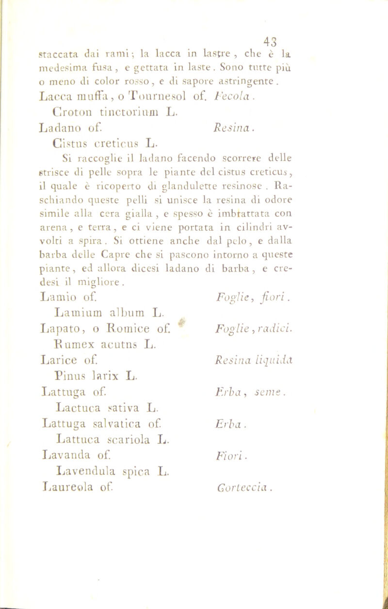 staccata dai rami -, la lacca in lastre , che è la medesima fusa, e gettata in laste. Sono tutte più o meno di color rosso, e di sapore astringente . Lacca muffa, o Tournesol of. Fecola . Croton tinctoi'ium L. Ladano of. Resina. Cistus creticus L. Si raccoglie il ladano facendo scorrere delle strisce di pelle sopra le piante del cistus creticus, il quale è ricoperto eli glandulette resinose . Ra- schiando queste pelli si unisce la resina di odore simile alla cera gialla , e spesso è imbrattata con arena, e terra, e ci viene portata in cilindri av- volti a spira. Si ottiene anche dal pelo, e dalla barba delle Capre che si pascono intorno a queste piante, ed allora dicesi ladano di barba, e ere- desi il migliore . Lamio of. Foglie, fiori. Lamium album L. Lapato, o Romice of. Foglie, radici. Rumex acutns li. Larice of. Resina liquida Pinus larix L. Lattuga of Erba, seme. Lactuca sativa L. Lattuga salvatica of. Erba. Lattuca scariola L. Lavanda of. Fiori. Lavendula spica L. Laureola of. Corteccia .