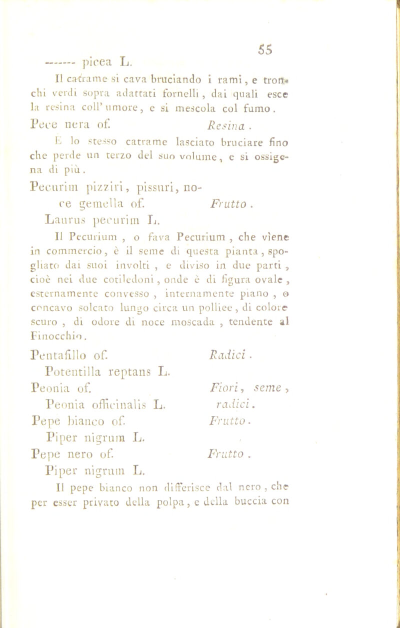 picea L. Il catrame si cava bruciando i rami, e troni-» chi verdi sopra adattati fornelli, dai quali esce la resina coll’umore, e si mescola col fumo. Pece nera of. Retina . L lo stesso catrame lasciato bruciare fino che perde un terzo del suo volume, e si ossige- na di più. Pecunia pizzi ri, pissuri, no- ce gemella of. Frutto . Laurus pecurim L. Il Pecurium , o fava Pecurium , che viene in commercio, è il seme di questa pianta , spo- gliato dai suoi involti , e diviso in due parti , cioè nei due cotiledoni, onde è di figura ovale , esternamente convesso , internamente piano , o concavo solcato lungo circa un polliee, di colore scuro , di odore di noce moscada , tendente al Finocchio. Pentafillo of. Potentina reptans L. Peonia of. Peonia officinalis L. Pepe bianco of. Piper nigrura L. Pepe nero of. Piper nigruin L. Il pepe bianco non differisce dal nero , che per esser privato della polpa, e della buccia con Radici ■ Fiori, seme , radici. Frutto . Frutto .
