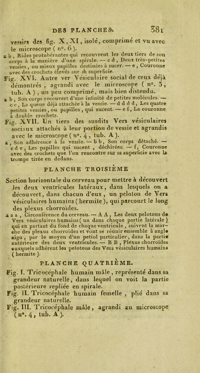 vessies des fig. X,XI, isole, comprimé et vu avec le microscope ( n°. 6). ab, Rides protubérantes qui recouvrent les deux tiers de son corps à la manière d’une spirale. — cd, Deux très-petites vessies , ou mieux papilles destinées à sucer. — e , Couronne avec des crochets élevés sur sh superficie. Fig. XVI. Autre ver Vésiculaire social de ceux déjà démontrés , agrandi avec le microscope ( n°. 3, lub. A ) , un peu comprimé , mais bien distendu. a b , Son corps recouvert d’une infinité de petites molécules. — c e , La queue déjà attachée à la vessie. — d d d d , Les quatre petites vessies , ou papilles , qui sucent. — e f, La couronne à double crochets. Fig. XVII. Un tiers des susdits Vers vésiculaires sociaux attachés à leur portion de vessie et agrandis avec le microscope ( n°. 4 > tub. A ). a , Son adhérence à la vessie. — b b , Son corps détaché. — c d e , Les papilles qui sucent , déchirées. — f, Couronne avec des crochets que l’on rencontre sur sa superficie avec la trompe tirée en dedans. PLANCHE TROISIÈME Section horizontale du cerveau pour mettre à découvert les deux ventricules latéraux, dans lesquels on a découvert, dans chacun d’eux, un peloton de Vers vésiculaires humains ( hermite ), qui parcourt le long des plexus cliorroïdes. a a a , Circonférence du cerveau. — AA, Les deux pelotons d® Vers vésiculaires humains ( un dans chaque partie latérale) qui en partant du fond de chaque ventricule , suivent la mar- elle des plexus chorroïdes et vont se réunir ensemble à angl® aigu , par le moyeu d’un petiol particulier , dans la partie antérieure des deux ventricules. — B B , Plexus chorroïdes auxquels adhérent les pelotons des Vers vésiculaires humains ( hermite ). PLANCHE QUATRIÈME. Fig. I. Tricocéphale humain mâle , représenté dans sa grandeur naturelle, dans lequel on voit la partie postérieure repliée en spirale. Fig. Il- T ricocéphale humain femelle , plié dans sa grandeur naturelle. Fig. III. Tricocéphale mâle, agrandi au microscope (u*. 4, tub. A ).