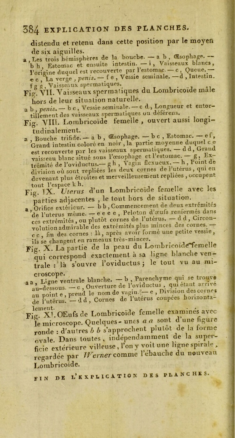 distendu et retenu dans cette position par le moyen de six aiguilles. a Les trois hémisphères de la bouche, — ah, (ÎEsophagp. b h Estomac et ensuite intestin. — 1 , Vaisseaux blancs, l’origine duquel est recouverte par l’estomac. — c , Queue.— « c , La verge , pénis. — f e , Vessie seuunale. —d , Intestin, f g g, Vaisseaux spermatiques. , . Fie. Vil- Vaisseaux spermatiques du Lombrtcoide male hors de leur situation naturelle. a b pénis. — b c , Vessie séminale. — c d , Longueur et entor- tillement des vaisseaux spermatiques ou déférens. _ Fig. VIII. Lombricoïde femelle , ouvert aussi longi- tudinalement. a , Bouche trifide. — a b , (Esophage. — b c. , Estomac. — et, Grand intestin coloré en noir ,1a partie moyenne duquel c e est recouverte par les vaisseaux spermatiques. — dd, Grand vaisseau blanc situé sous l’œsophage et 1 estomac. g, Ex trémité de l’oviductus.— g h , Vagin fiexueux. — h , Point de division où sont repliées les deux cornes de 1 utérus , qui en devenant plus étroites et merveilleusement repliees , occupent tout l’espace k h. ....... ,, , Fin-, JX. Utérus d’un Lombricoide femelle avec les parties adjacentes , le tout hors de situation. , - a Orifice extérieur. — h b , Commencement de deux extrémités de l’uterus même. - e e e e , Peloton d’œufs remermes dans ces extrémités , ou plutôt cornes de l’uterus. — d d , Circon- volution admirable des extrémités plus minces des cornes, — ce , fin des cornes : là, après avoir forme une petite vessie, ils se changent en rameaux très-minces. _ Fie. X. La partie de la peau du LombncmdeXemeüe qui correspond exactement à sa ligne blanche ven- trale : là s’ouvre l’oviductus ; le tout vu au nxi- ventrale blanche, - b , Parenchyme qui se trouve Vu-dessous, - c , Ouverture de l’oviductus , qui étant arrive ou point e , prend le nom de vagin. — e , Division des coi nés de l’utérus. — d d , Cornes de l’utérus coupees honzonta- Fi^XLOEufs de Lombricoïde femelle examines avec le microscope. Quelques - unes a a sont d une figure ronde : d’autres b b s’approchent plutôt de la forme ovale Dans toutes , indépendamment de la super- ficie extérieure villeuse, l’on y vo.t une ligne spirale , regardée par JVerner comme l’ébauche du nouveau Lombricoïde. fin J)e i'kxh I e A T I O K DES PLANCHES.