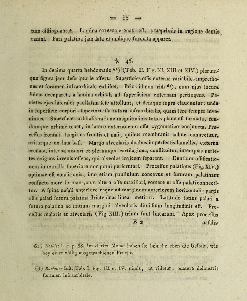 canini. Pars jpalatina jam lata et undique formata apparet §. 46. In decima quarta hebdomade 6l) (Tab. IL Fig. XI, XIII et XIV.) plerum- que figura jam defcripta fe offert. Superficies offis externa variabiles impreffio res et foramen infraorbitale exhibet. Prius id non vidi 63), cum ejus locun* (ulcus occuparet, a lamina orbitali ad fuperficiem externam pertingens. Pa- rietes ejus laterales paullatim fefe attollunt, et denique 1'upra clauduntur; unde in fuperficie corporis fuperiori ifta futura Infraorbitalis, quam fere femper inve- nimus. Superficies orbitalis ratione magnitudinis totius plane eft formata, fun- dumque orbitae tenet, in latere externo cum offe zygomatico conjuncta. Pro* ceiTus frontalis tangit os frontis et nafl, quibus membranis adhuc connectitur, oriturque ex lata bafi. Margo alveolaris duabus imperfectis lamellis, externa crenata, interna minori et plerumque cartilaginea, conftituitur, inter quas parie* tes exiguos invenis offeos, qui alveolos invicem feparant. Dentium offificatio- nem in maxilla fuperiore non potui perfcrutari. Proceffus palatinus (Fig. XIV.) optimae eft conditionis, imo etiam paullulum concavus et futuram palatinanr confueto more formans, cum altero offe maxillari, vomere et offe palati connecti- tur. A fpina nafali anteriore usque ad marginem anteriorem horizontalis partis offis palati futura palatina ftricte duas lineas metitur. Latitudo totius palati a futura palatina ad initium marginis alveolaris dimidium longitudinis eft. Pro- ceffus malaris et alveolaris (Fig. XIII.) trium funt linearum. Apex proceffus E 3 nafalis £2) Neshitt 1. c. p. 58. Im vierten Monat haben fte beinahe eben die Geftalt, wle hey einer vollig ausgewachfenen Fruclit. do) Boehmer Inft. Tab. I. Fig. III et IV. nimis, ut videtur, mature delineavit foramen infraorbitale.