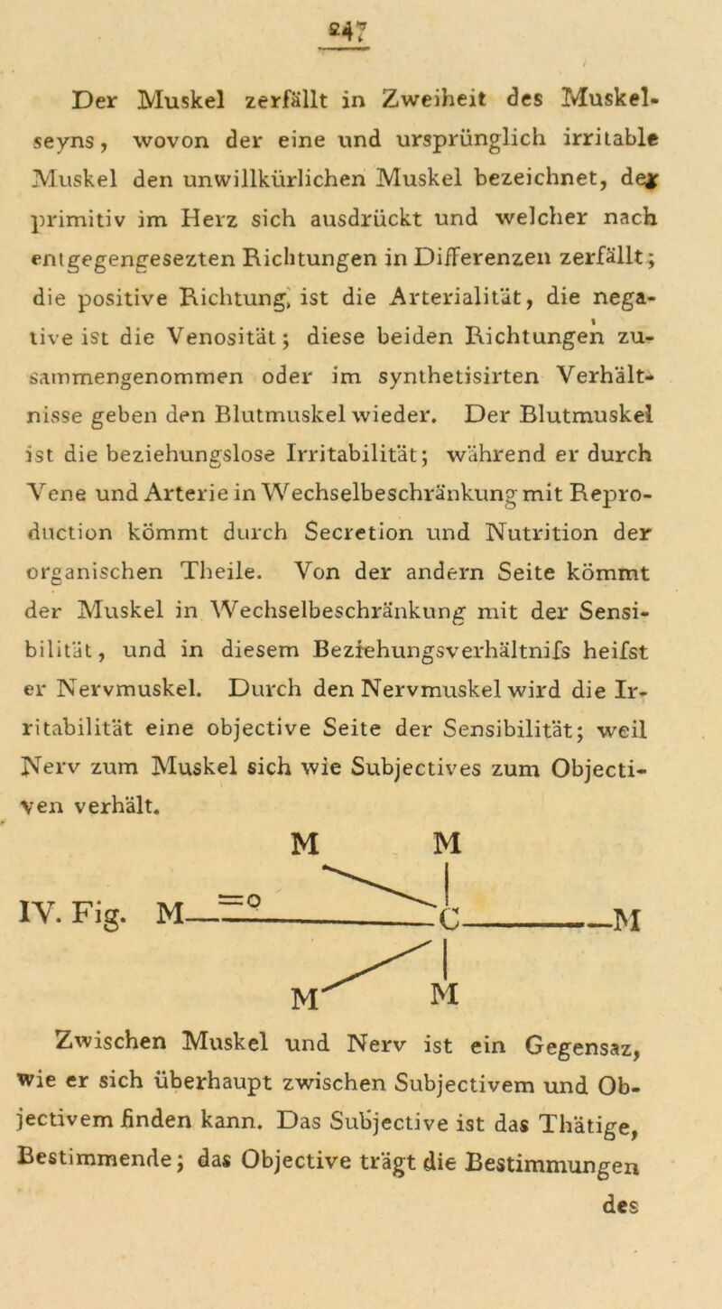 £47 Der Muskel zerfällt in Zweiheit des Muskel« seyns, wovon der eine und ursprünglich irritable Muskel den unwillkürlichen Muskel bezeichnet, de* primitiv im Herz sich ausdrückt und welcher nach entgegengesezten Richtungen in Differenzen zerfällt; die positive Richtung, ist die Arterialität, die nega- i tive ist die Venosität; diese beiden Richtungen zu- sammengenommen oder im synthetisirten Verhält- nisse geben den Blutmuskel wieder. Der Blutmuskel ist die beziehungslose Irritabilität; während er durch Vene und Arterie in Wechselbeschränkung mit Repro- duction kömmt durch Secretion und Nutrition der organischen Theile. Von der andern Seite kömmt der Muskel in Wechselbeschränkung mit der Sensi- bilität, und in diesem Beziehungsverhältnifs heilst er Nervmuskel. Durch den Nervmuskel wird die Ir- ritabilität eine objective Seite der Sensibilität; weil Nerv zum Muskel sich wie Subjectives zum Objecti- ven verhält. M M Zwischen Muskel und Nerv ist ein Gegensaz, wie er sich überhaupt zwischen Subjectivem und Ob- jectivem finden kann. Das Sulijective ist das Thätige, Bestimmende; das Objective trägt die Bestimmungen des