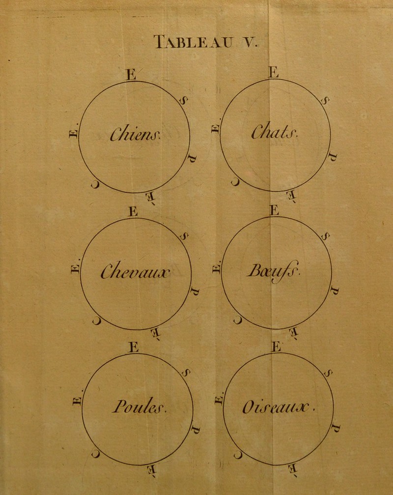 xevaiiÆ Poules Oiseaux