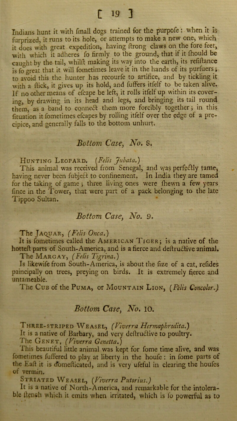 Indians hunt it with finall dogs trained for the purpofe . when it is furprized, it runs to its hole, or attempts to make a new one, which it does with great expedition, having ftrong claws on the fore feet, with which it adheres fo firmly to the ground, that if it fhould be caught by the tail, whilft making its way into the earth, its refiftance is fogreat that it will fometimes leave it in the hands of its purfuers ; to avoid this the hunter has recourfe to artifice, and by tickling it with a hick, it gives up its hold, and fuffers itfelf to be taken alive. If no other means of efcape be left, it rolls itfelf up within its cover- ing, by drawing in its head and legs, and bringing its tail round them, as a band to conned them more forcibly together; in this fituation it fometimes efcapes by rolling itfelf over the edge of a pre- cipice, and generally falls to the bottom unhurt. Bottom Case, No. S. Hunting Leopard. [Fells Jubata.) This animal was received from Senegal, and vyas perfectly tame, having never been fubjefl to confinement. In India they are tamed for the taking of game ; three living ones were fhewn a few years fince in the Tower, that were part of a pack belonging to the late Tippoo Sultan. Bottom Case, No. 9. The Jaquar, (Fells Onca.) It is fometimes called the American Tiger; is a native of the hotteft parts of South-America, and is a fierce and deftrudtive animal. The Margay, (Fells Tlgrina.) Is likewifefrom South-America, is about the fize of a cat, refides paincipally on trees, preying on birds. It is extremely fierce and untameable. The Cub of the Puma, or Mountain Lion, (Fells Goncolor.) Bottom Case, No. 10. Three-striped Weasel, (Viverra Hermapbrodita.) It is a native of Barbary, and very deftrudfive to poultry. The Genet, (Viverra Genetta.) This beautiful little animal was kept for fome time alive, and was fometimes fuffered to play at liberty in the houfe : in fome parts of the Eaft it is cfomefiicated, and is very ufeful in clearing the houfes of vermin. Striated Weasel, [Viverra Putorius.) It is a native of North-America, and remarkable for the intolera- ble ifoneh which it emits when irritated, which is fo powerful as to
