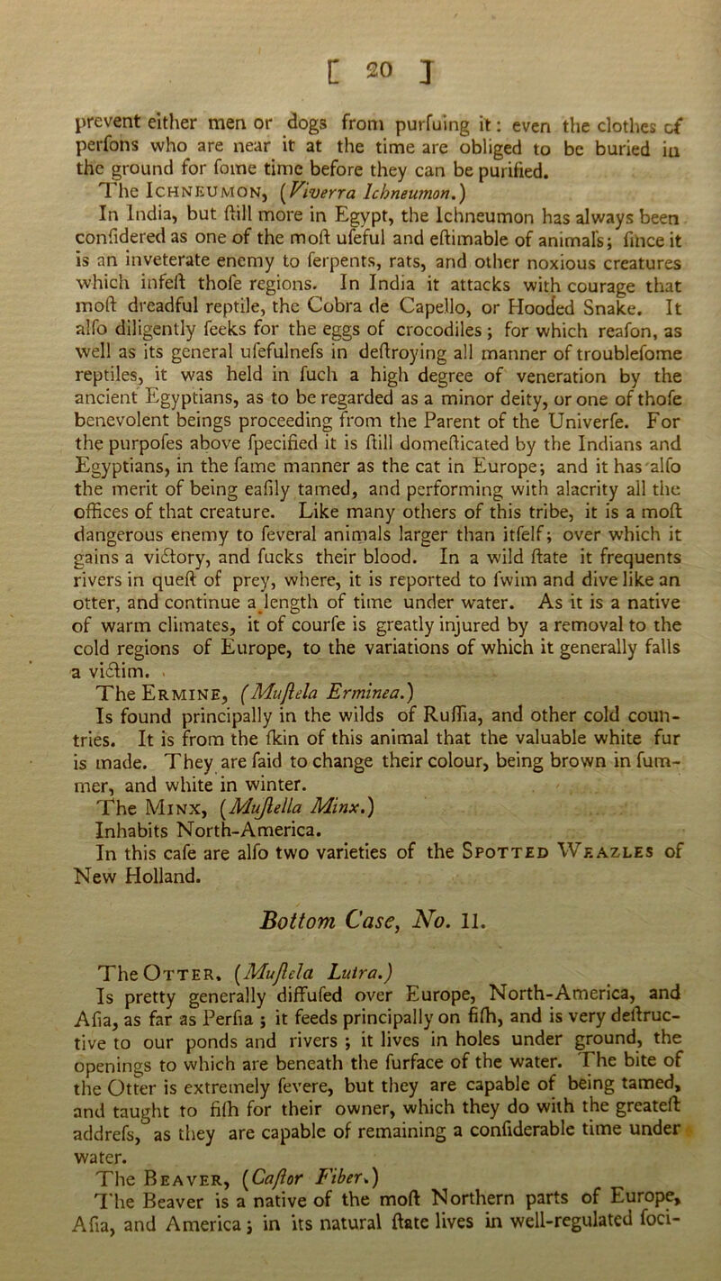 prevent either men or dogs from purfuing it: even the clothes of perfons who are near it at the time are obliged to be buried iu the ground for fome time before they can be purified. The Ichneumon, (Viverra Ichneumon.) In India, but (fill more in Egypt, the Ichneumon has always been confidered as one of the moft ufeful and eftimable of animal's; fince it is an inveterate enemy to ferpents, rats, and other noxious creatures which infeft thofe regions. In India it attacks with courage that moft dreadful reptile, the Cobra de Cape.llo, or Hooded Snake. It alfo diligently feeks for the eggs of crocodiles; for which reafon, as well as its general ufefulnefs in deftroying all manner of troublefome reptiles, it was held in fuch a high degree of veneration by the ancient Egyptians, as to be regarded as a minor deity, or one of thofe benevolent beings proceeding from the Parent of the Univerfe. For the purpofes above fpecified it is ftill domefticated by the Indians and Egyptians, in the fame manner as the cat in Europe; and it has alfo the merit of being eafily tamed, and performing with alacrity all the offices of that creature. Like many others of this tribe, it is a moft dangerous enemy to feveral animals larger than itfelf; over which it gains a viiftory, and fucks their blood. In a wild ftate it frequents rivers in queft of prey, where, it is reported to fwim and dive like an otter, and continue a length of time under water. As it is a native of warm climates, it of courfe is greatly injured by a removal to the cold regions of Europe, to the variations of which it generally falls a viilim. The Ermine, (Mufiela Erminea.) Is found principally in the wilds of Ruffia, and other cold coun- tries. It is from the (kin of this animal that the valuable white fur is made. They are faid to change their colour, being brown in fum- mer, and white in winter. The Minx, (Mujlella Minx.) Inhabits North-America. In this cafe are alfo two varieties of the Spotted Weazles of New Holland. Bottom Case, No. 11. The Otter. (Mujlda Lulra.) Is pretty generally diffufed over Europe, North-America, and Afia, as far as Perfta ; it feeds principally on fiftt, and is very deftruc- tive to our ponds and rivers ; it lives in holes under ground, the openings to which are beneath the furface of the water. The bite of the Otter is extremely fevere, but they are capable of being tamed, and taught to fifh for their owner, which they do with the greateft addrefs,°as they are capable of remaining a confiderable time under water. The Beaver, (Cafior Fiber*) The Beaver is a native of the moft Northern parts of Europe, Afia, and America; in its natural ftate lives in well-regulated foci-
