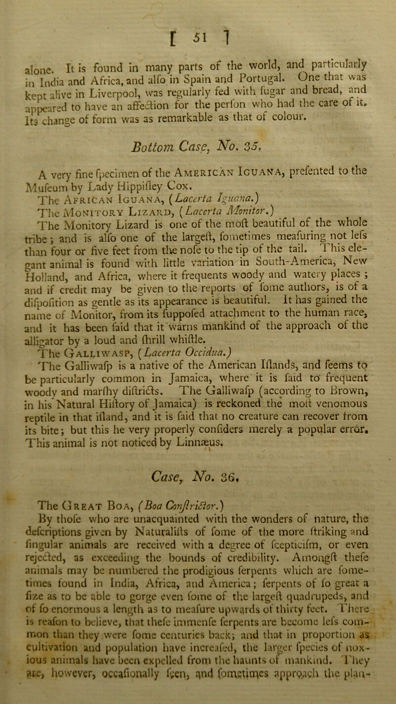 alone. It is found in many parts of the world, and particularly in India and Africa, and alfo in Spain and Portugal. One that was kept alive in Liverpool, was regularly fed with lugar and bread, and appeared to have an affection for the perfon who had the care of it. Its change of form was as remarkable as that of colour. Bottom Case, No, 35. A very fine fpecimen of the American Iguana, prefented to the Mufeum by Lady Hippifley Cox. The African Iguana, (Lacerta Iguana.) The Monitory Lizard, (Lacerta Monitor.) The Monitory Lizard is one of the mart beautiful of the whole tribe ; and is alfo one of the larged, fometimes measuring not lefs than four or five feet from the nofe to the tip of the tail. 1 his ele- gant animal is found with little variation in South-America, New Holland, and Africa, where it frequents woody and watery places ; and if credit may be given to the reports of fome authors, is of a difpofition as gentle as its appearance is beautiful. It has gained the name of Monitor, from its fuppofed attachment to the human race, and it has been laid that it warns mankind of the approach of the alligator by a loud and fhrill whiffle. The Galliwasp, (Lacerta Occidua.) The Galliwafp is a native of the American Iflands, and feems to be particularly common in Jamaica, where it is faid to frequent woody and marfhy didricds. The Galliwafp (according to Brown, in his Natural Hilfory of Jamaica) is reckoned the molt venomous reptile in that ifiand, and it is faid that no creature can recover from its bite; but this he very properly confiders merely a popular error. This animal is not noticed by Linnaeus. Case, No, 36, The Great Boa, (Boa ConJlriSior.) By thofe who are unacquainted with the wonders of nature, the defcriptions given by Naturalills of fome of the more ftriking and lingular animals are received with a degree of fcepticifm, or even rejcdfed, as exceeding the bounds of credibility. Amongfl thefe animals may be numbered the prodigious ferpents which are fome- tirnes found in India, Africa, and America; ferpents of fo great a fize as to be able to gorge even fome of the larged quadrupeds, and of fo enormous a length as to meafure upwards of thirty feet. There is reafon to believe, that thefe immenfe ferpents are become lefs com- mon than they were fome centuries back; and that in proportion as cultivation and population have increafed, the larger fpecies of nox- ious animals have been expelled from the haunts of mankind. They are, however, occadonally f;en, and fomstinaes approach the plan-