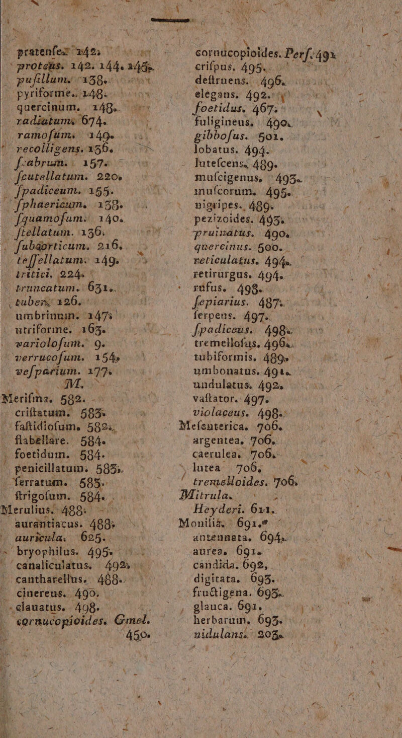 oram ám sc E ETT. | pufillun Graec cs pyriforme.. 149. quercinum, 14g. d dum radiatums 674. ; Jramofüm. 3440... ' recollisens. 350. 7 ge abrum. 157. 2o feutellatum. 220. . fpadiceum. 155. (Ofphaericum. 158. (C fquamofum. 140. - ftellatum. 156. 5 fubáorticum. 216. te[Jellatum. 149. 5 | iritici. 224 Ys - truncatum. 651». , tubes, 126. umbrinuim. 147i. variolofum. 9. verrucofum. 154 vef, Vcn MA» Merifiha, 582. - —criftatam. 585. . faftidiofum. 5924 flabeéllare. 584. ) foetidum. 594. penieillatum.. 585» /ferratum. |. 5985. à ftrigofum. 594. . Merulius-- 489. aurantiacus. 488; auricula; | 625.. bryophilus. 495» 5 - ' canaliculatus. 499. ' canthsrellus. | 489. . cinereus. 490. |.» elauatus. | 498. 3 cornucopioides. Gmel. Eo 2 00a uU crifpus. 495.. deftrnens.. pon elegans, 492. foetidus. 467. fuligineus, | 4909. gibbofus. 501. lobatus. 494. iuícorum. 495. nigripes. 499. pezizoides. 4905»: pruinatus. 490. quereinus. 500. reticulatus. 4945. retirurgus. 494. rufus. 498. fepiarius. 487. ferpens. 497. [padiceus.. 498«- tremellofas, 4964. tubiformis. 489». umbonatus. 491. undulatus. 492, vaftator.: 497. violaceus. 498. argentea, 706. caerulea, 700.- lutea. |. 706; Heyderi. 611. »- anteunata, 694. aureas, 091. ^ ;. candida. 092, |, digitata, 695. fru&amp;igena. 695. glauca. 691. . Be bet 695. »idulans. | 208. N -— Hh . LM ^ t Dd 4  ^N. ZU [ i t MN. Xr